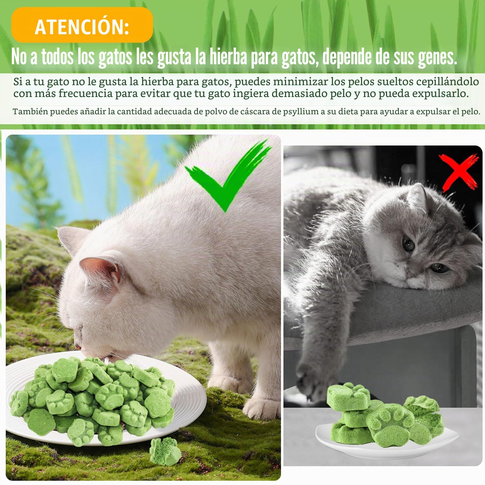 Golosina de Hierba Gatera para Gatos, 50g Snack Liofilizado con Hierba Gatera para Limpiar los Dientes