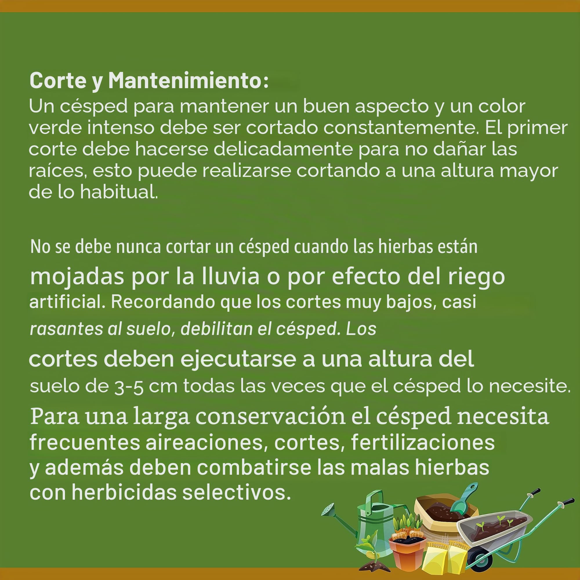 FESTUCA ARUNDINACEA | Alfombra Césped | El campesino (10 Kg)
