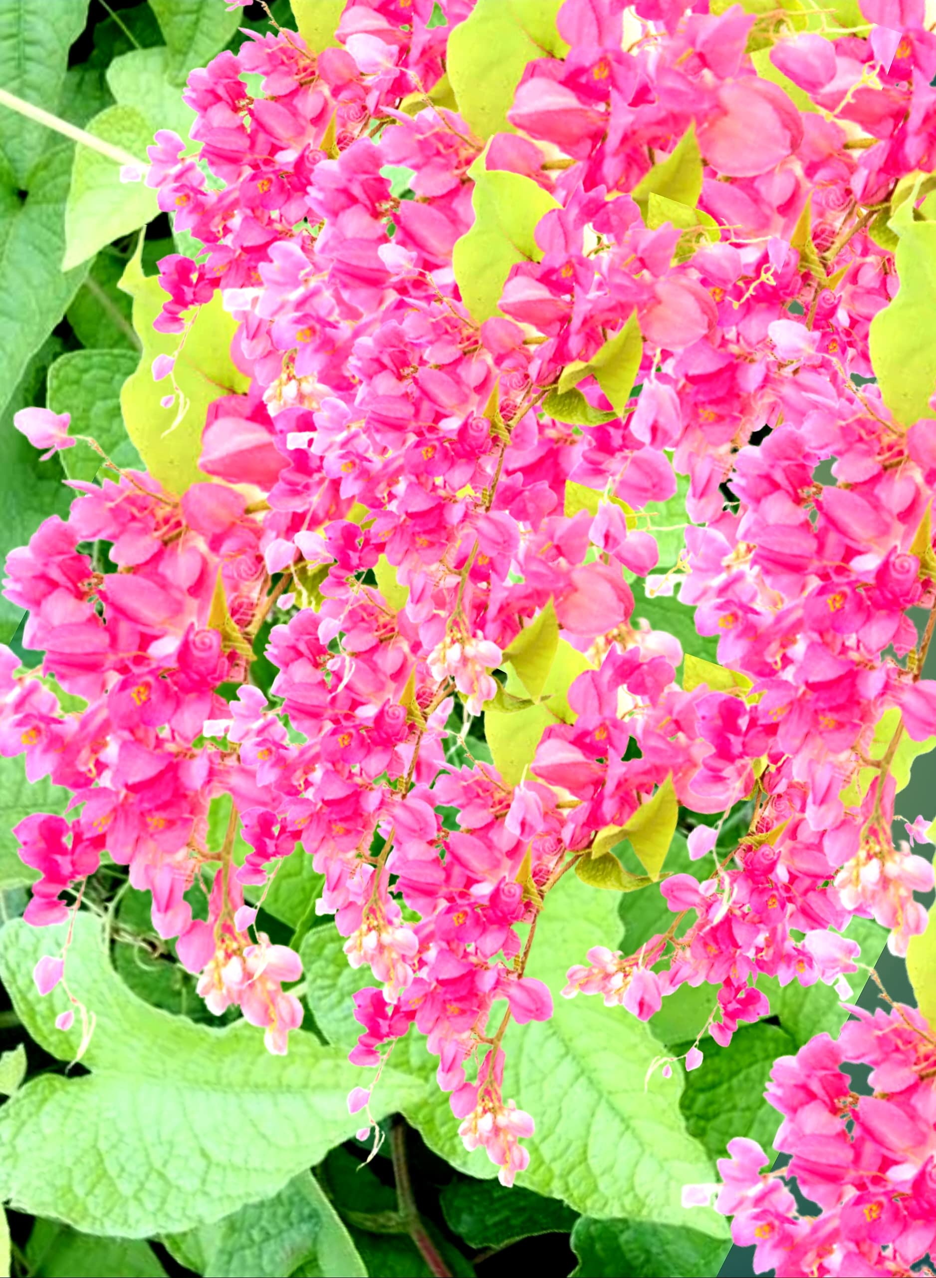 See full amazon price history chart for Karmbhoomi Pink Coral Vine. Mexican Creeper Live Plant (Antigonon Leptopus) Sun miguelito flower Live Plant for Home Garden Karmbhoomi Pink Coral Vine. Mexican Creeper Live Plant (Antigonon Leptopus) Sun miguelito flower Live Plant for Home Garden (B0B8NGNDRM) Amazon Price History, Amazon Price Tracker