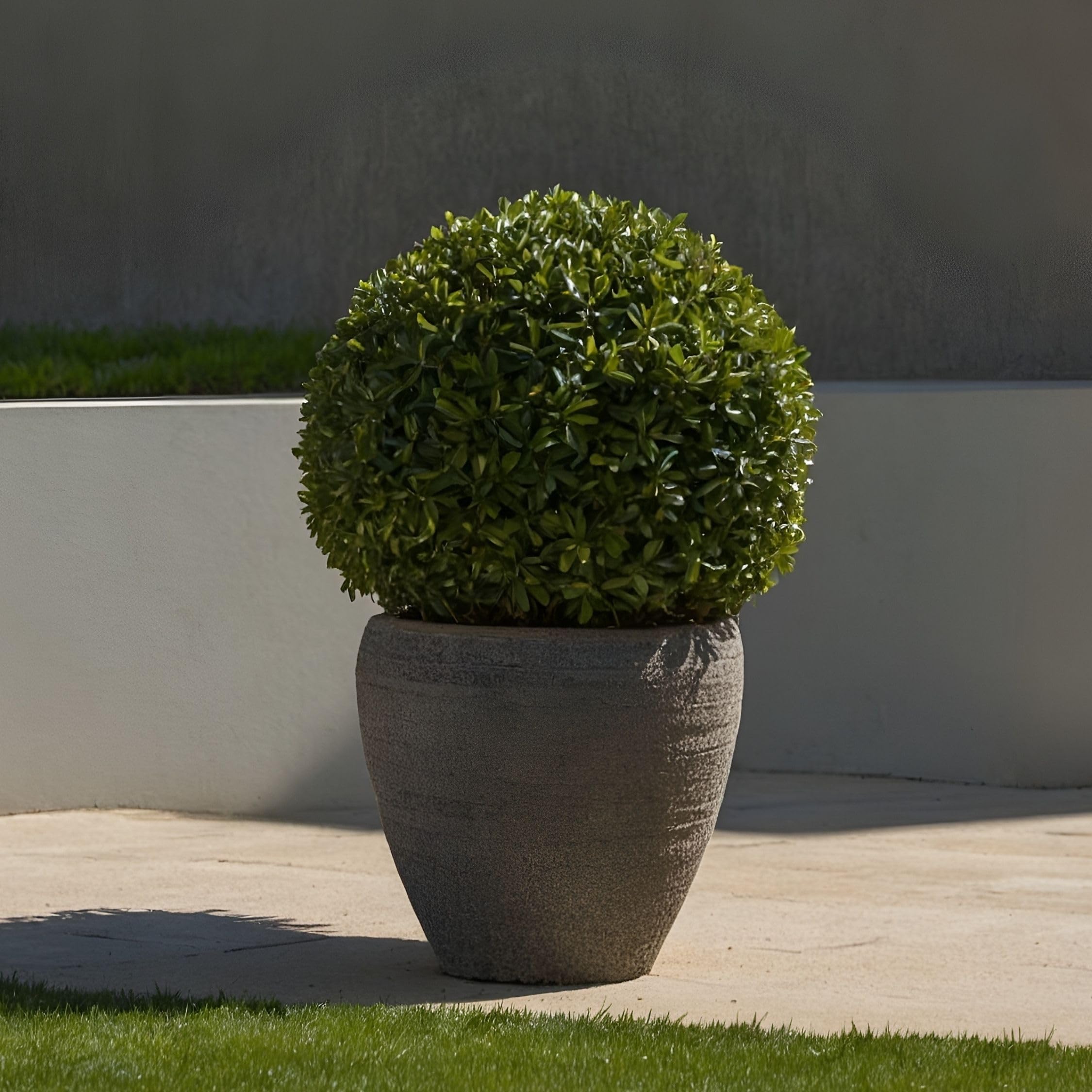 Plant in a Box - Ilex crenata - Forma sferica 'Agrifoglio giapponese' - set da 2 - Sostituto del bosso - Pianta da giardino - ⌀17 cm - Altezza 30-40 cm