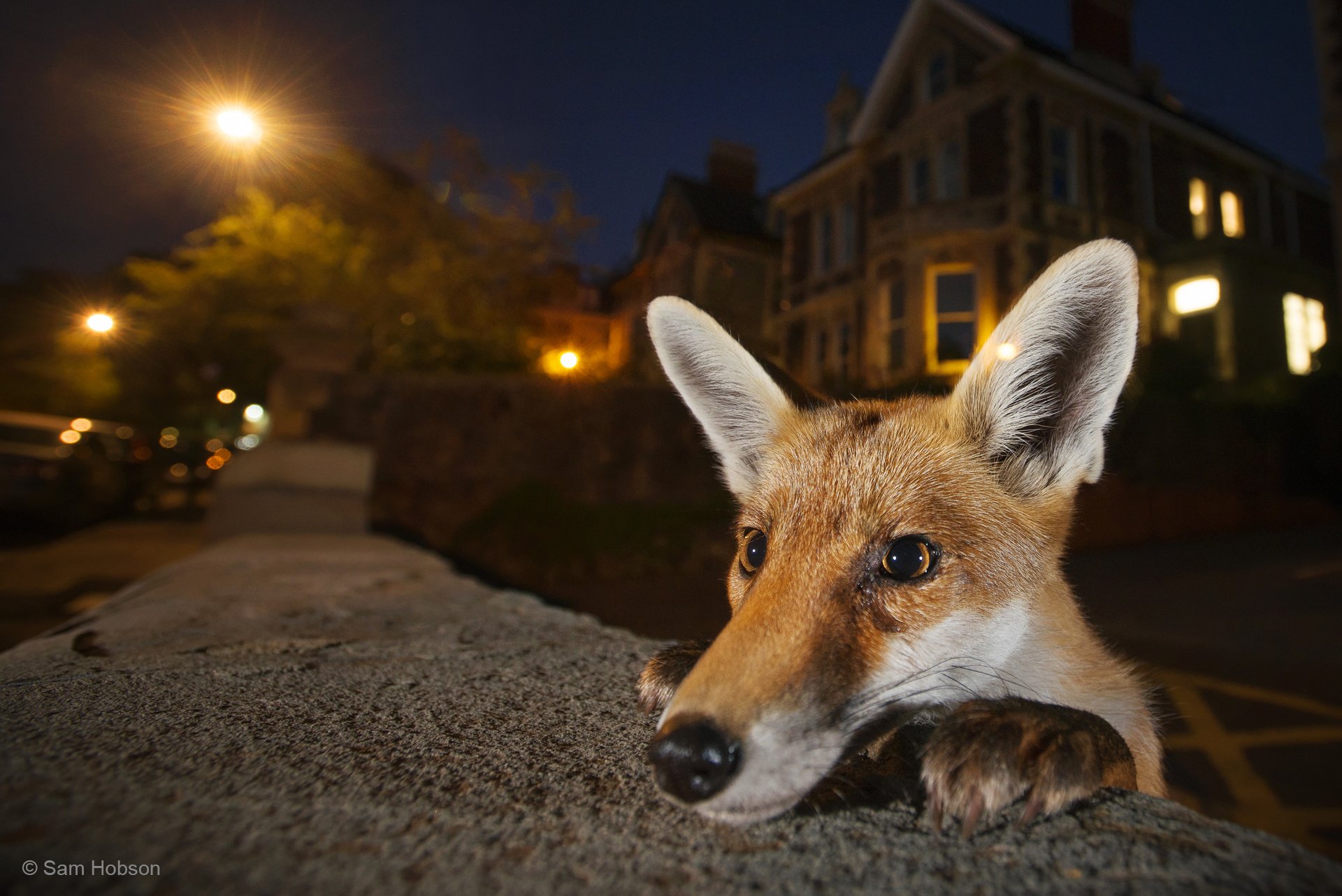 Wildlife photographer of the year 2016: Les plus belles photos de nature
