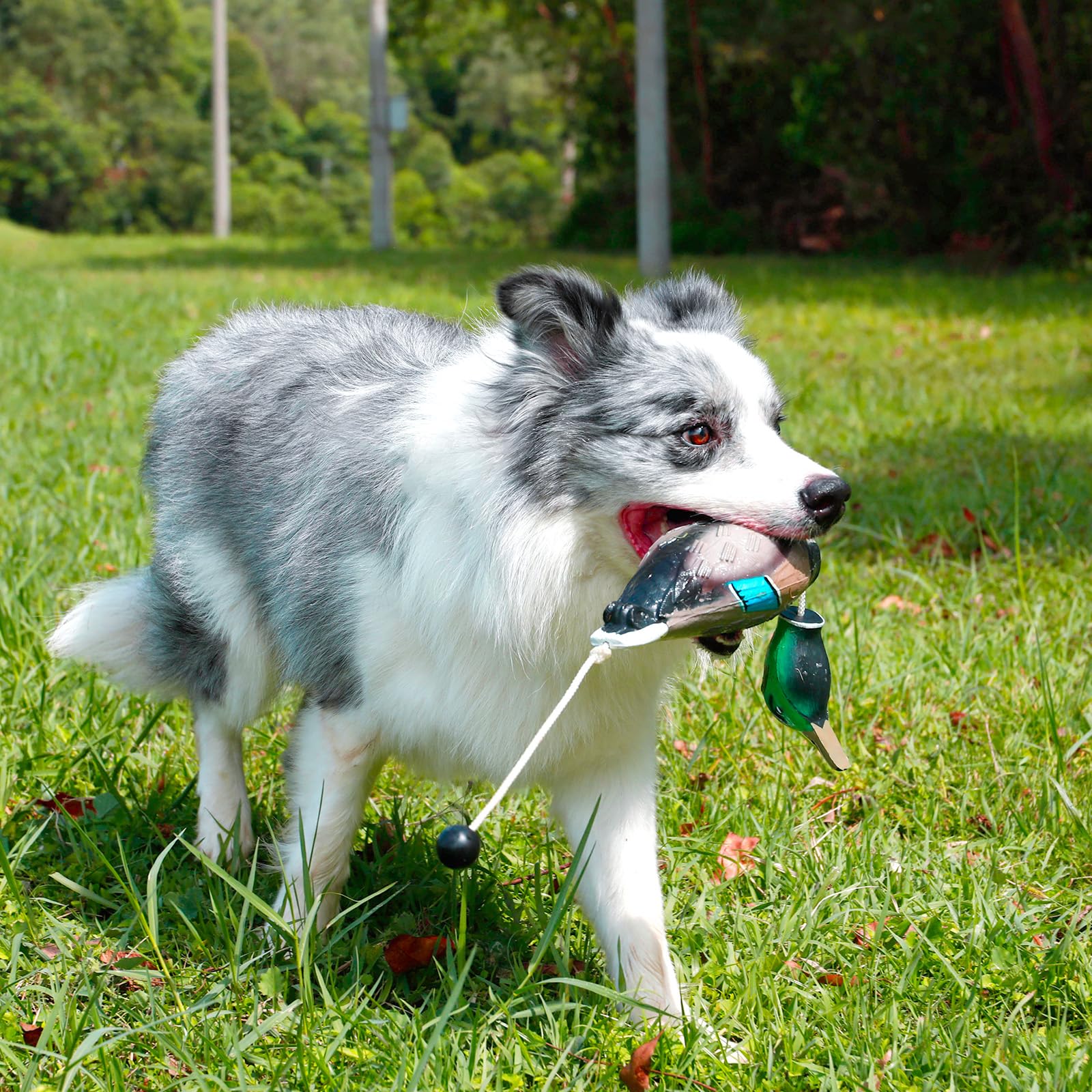 GearOZ Duck Dummy, 2 Pcs Mimics Dead Duck Bumper for Gun Dog Training Scent Waterfowl Hunting Retriever, Outdoor Mallard Retrieval Interactive Train Toys for Hunting Dog, Floating & Durable