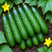 Seeds Cucumber Envy of The Neighbors F1 for Pickling Open-Pollinated Non GMO