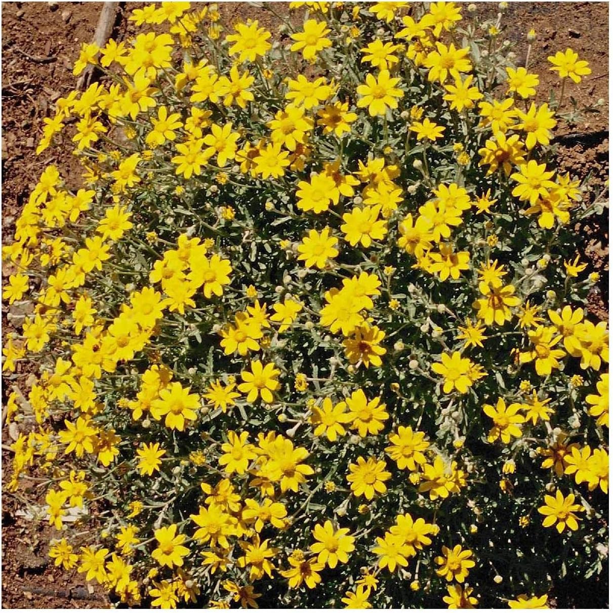 Everwilde Farms - 1 Oz Oregon Sunshine Native Wildflower Seeds - Gold Vault