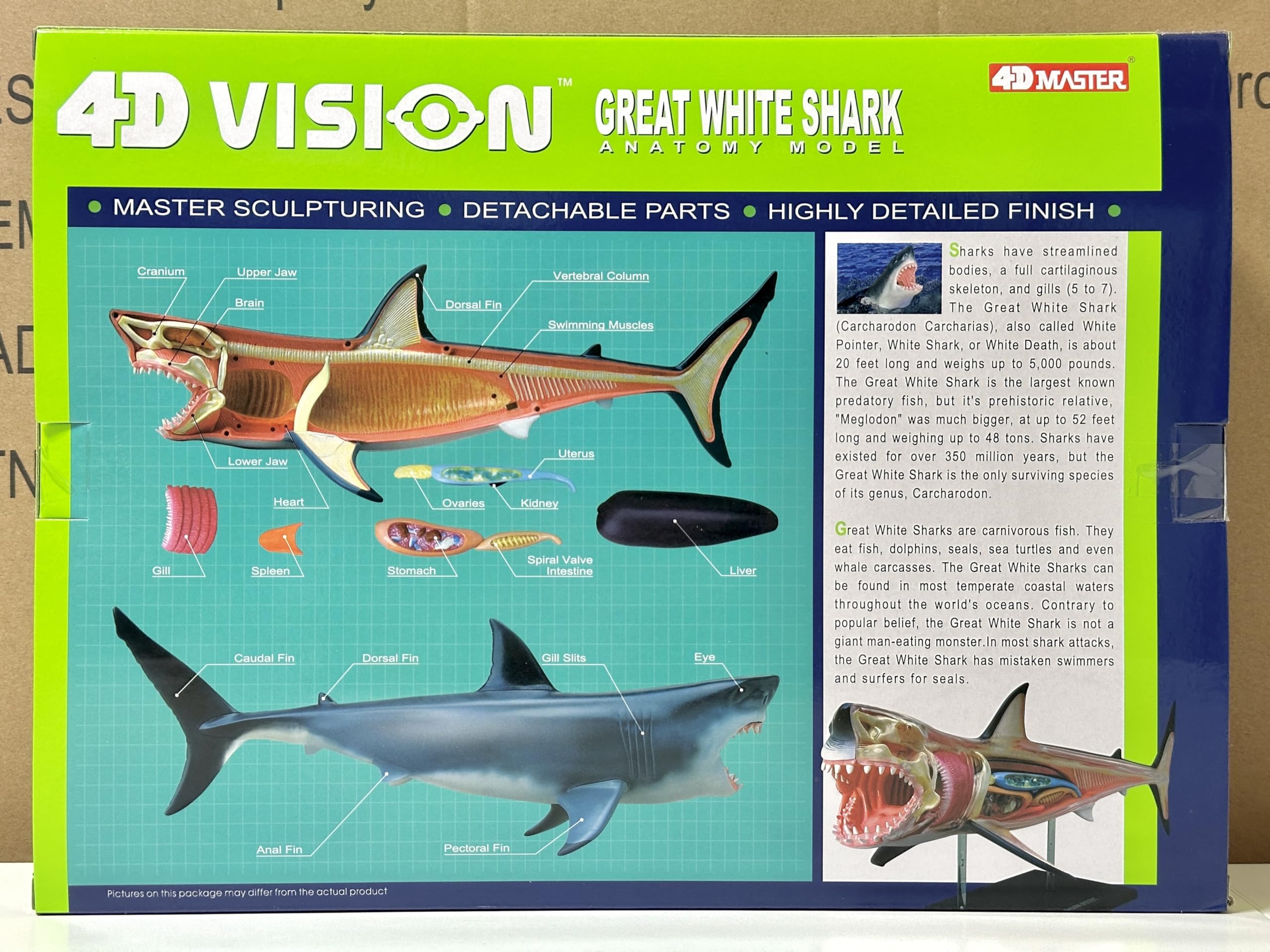 Amazon.co.jp: 4D ビジョン ホホジロザメ 解剖モデル 4D VISION 622028