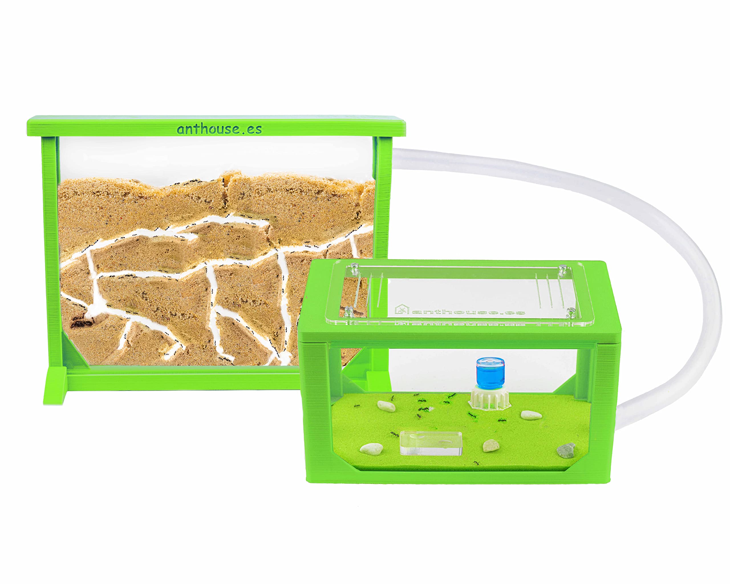 AntHouse - Natural Sand Ant Farm | 3D Medium Kit (Sandwich + Forage Box) | Color Green
