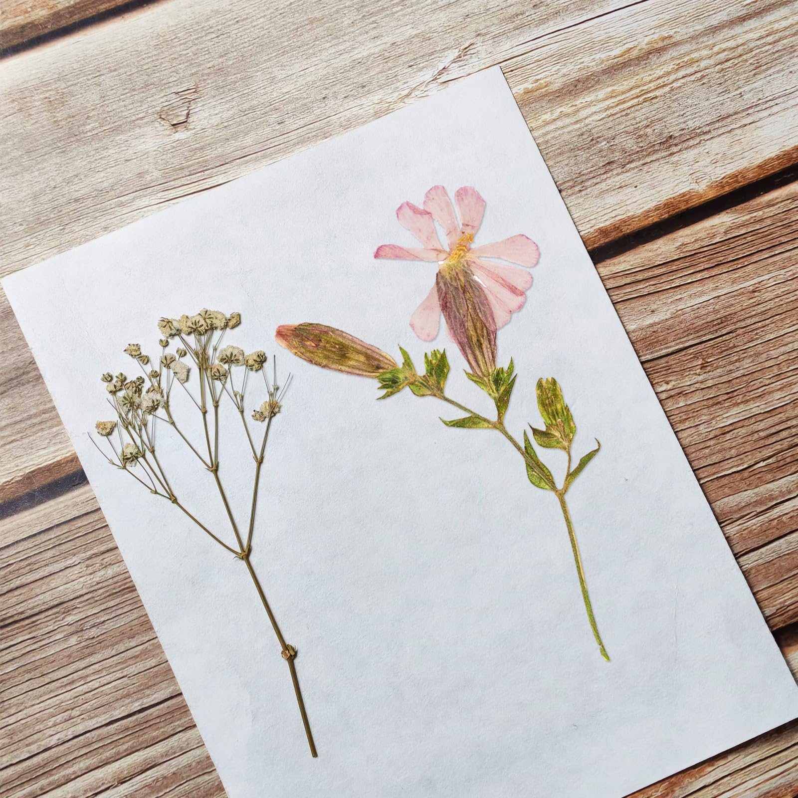 Lot de 20 feuilles de papier buvard pour presse à fleurs, 20 x 26 cm, très absorbant et réutilisable