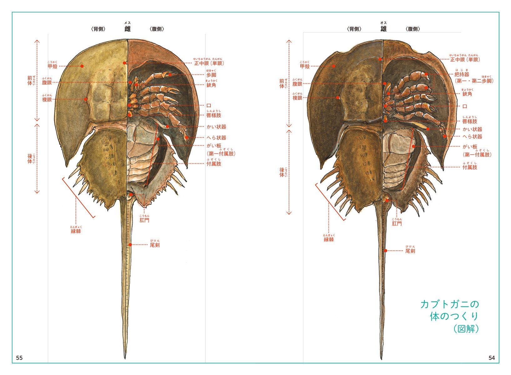 カブトガニの謎 2億年前から形を変えず生き続けたわけ 惣路 紀通 本 通販 Amazon