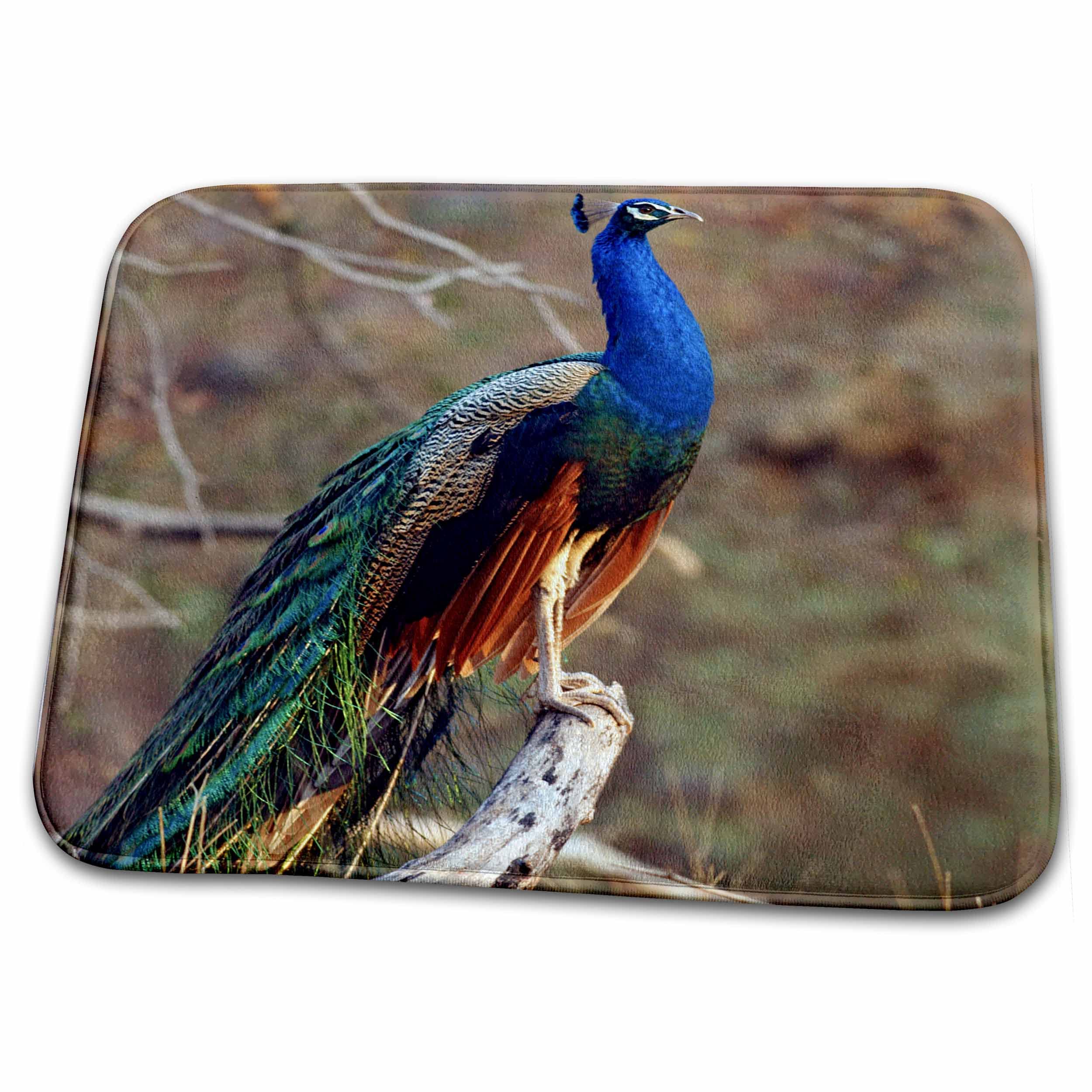 Dish Drying Mat - Indian Peacock, Ranthambhor National Park, India-AS10 JRA0365 - Jagdeep Rajput Birds