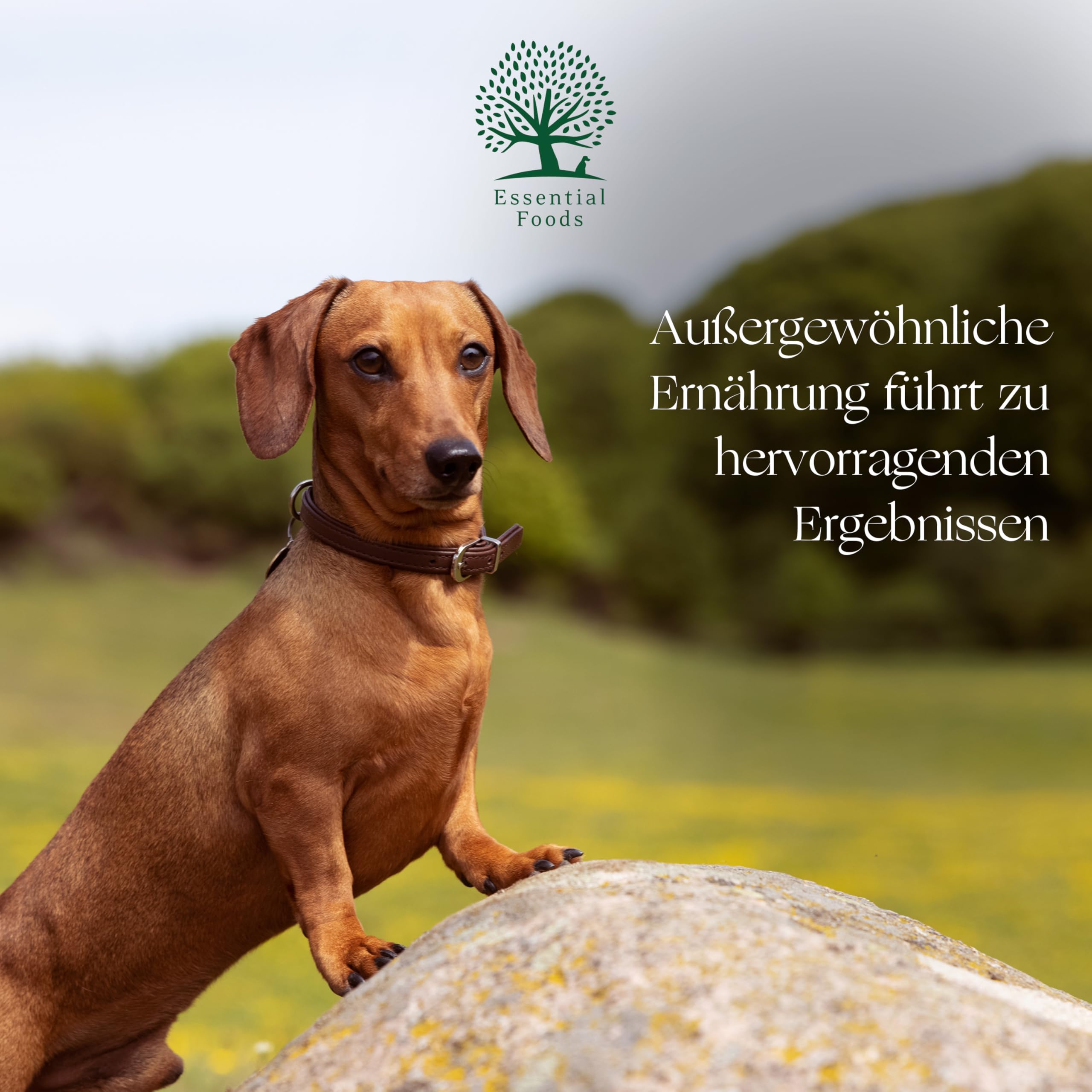 Essential The Beginning Small Breed 10 kg | Huhn, Ente, Lachs & Forelle | Getreidefrei Welpenfutter für kleine Hunde bis 15 kg | hoher Fleischanteil | nach dem BOF-Prinzip