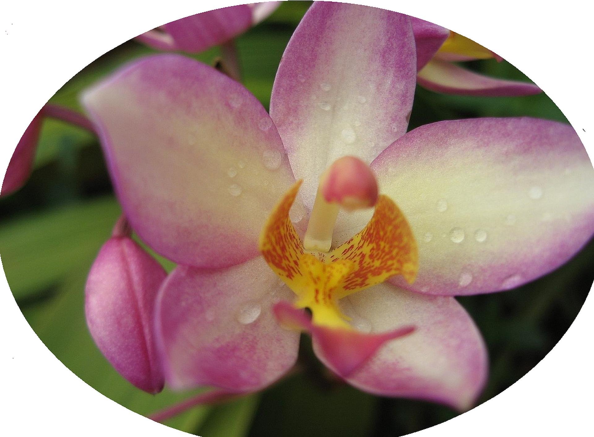 Lavender Blush - Phillipine Terrestrial Ground Orchid - Spathoglottis parsonii - Live Plant - Purple Pink Yellow Flower - Emerald Godess Gardens - Starter Sz 4 Inch Pot