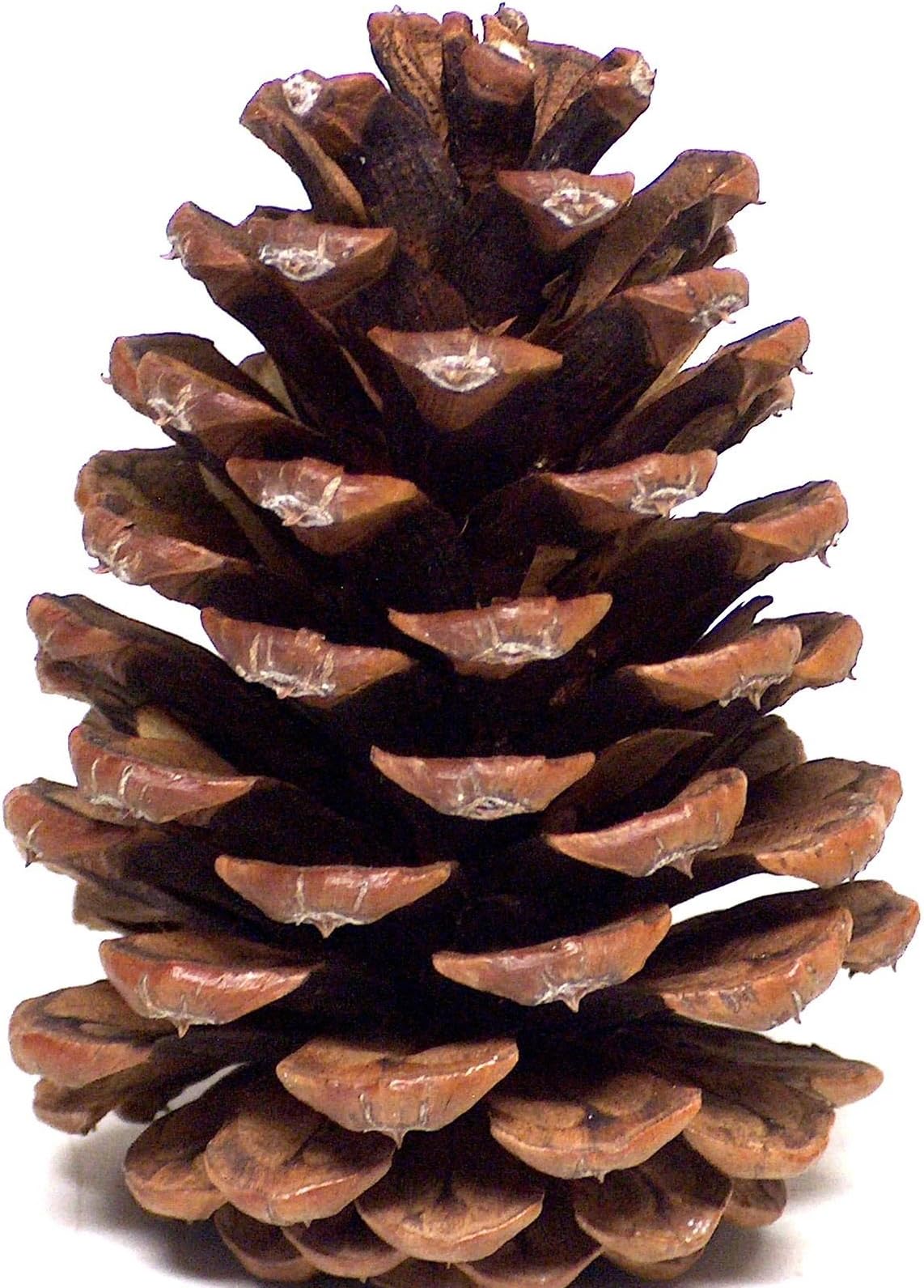 16 PineCones 3" to 4.5" Tall Grown On Ponderosa Pine Trees Create Unique Accents Indoors Outdoors