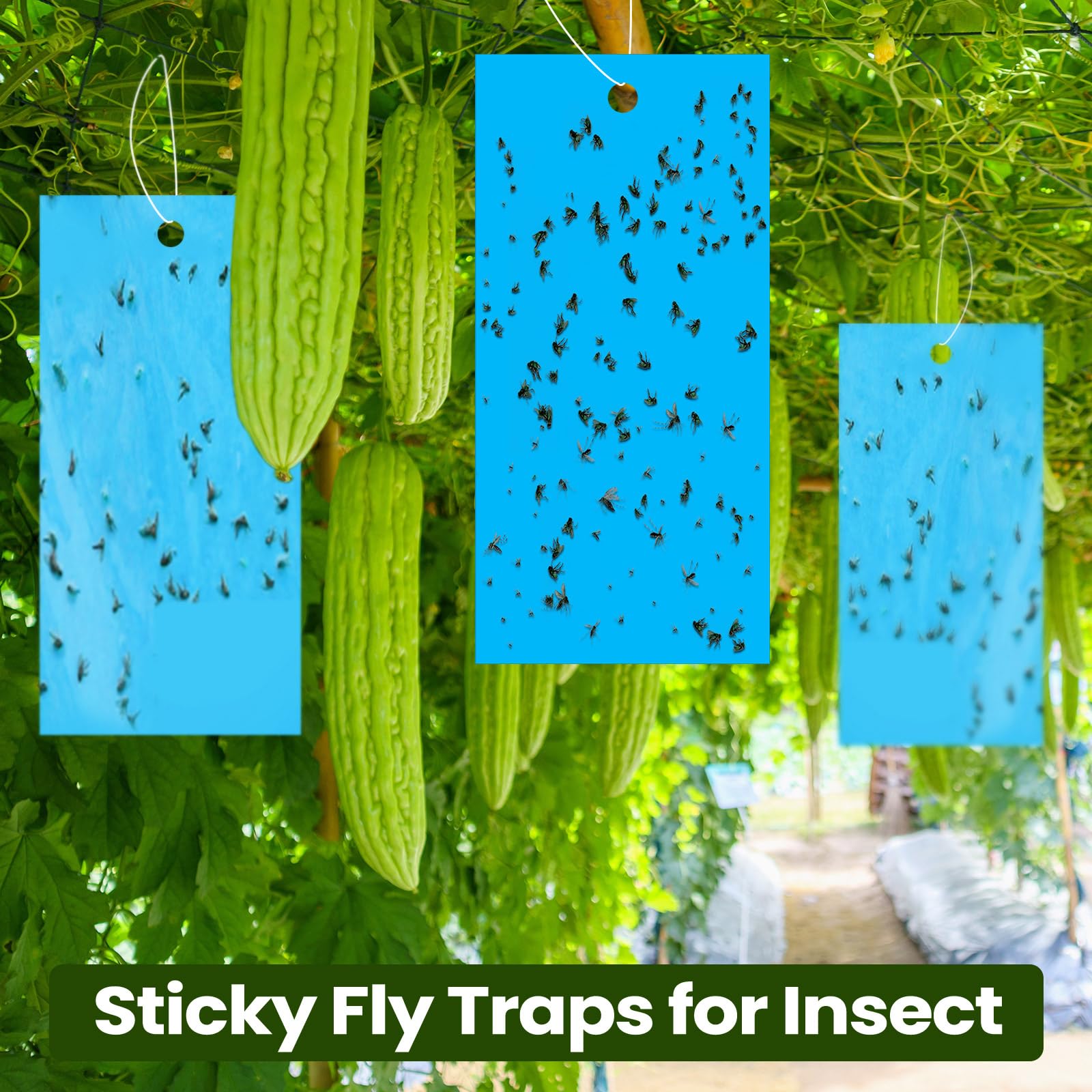 Qualirey 100 trampas adhesivas de doble cara para plantas voladoras, insectos como moscas blancas, pulgones, 7.87 x 3.9 pulgadas, trampas adhesivas para mosquitos de la fruta, para interiores y