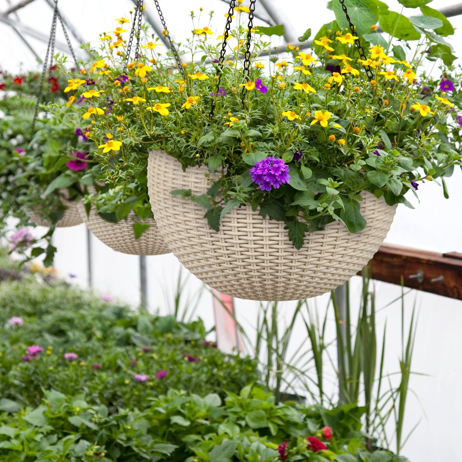 hanging plant pots Golden Pothos Epipremnum aureum