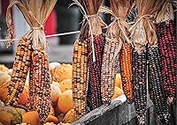 Vista 2 de Semillas de maíz indio de montaña para plantar - 100 semillas para cultivar