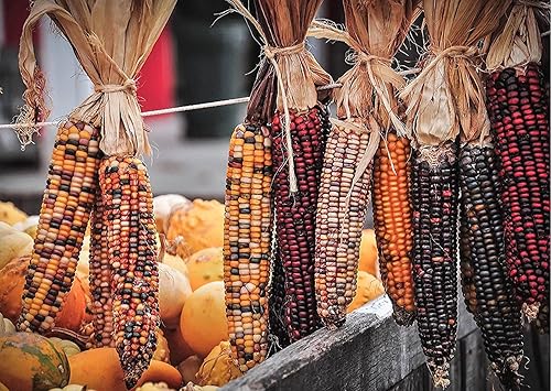Miniatura 2 de Semillas de maíz indio de montaña para plantar - 100 semillas para cultivar