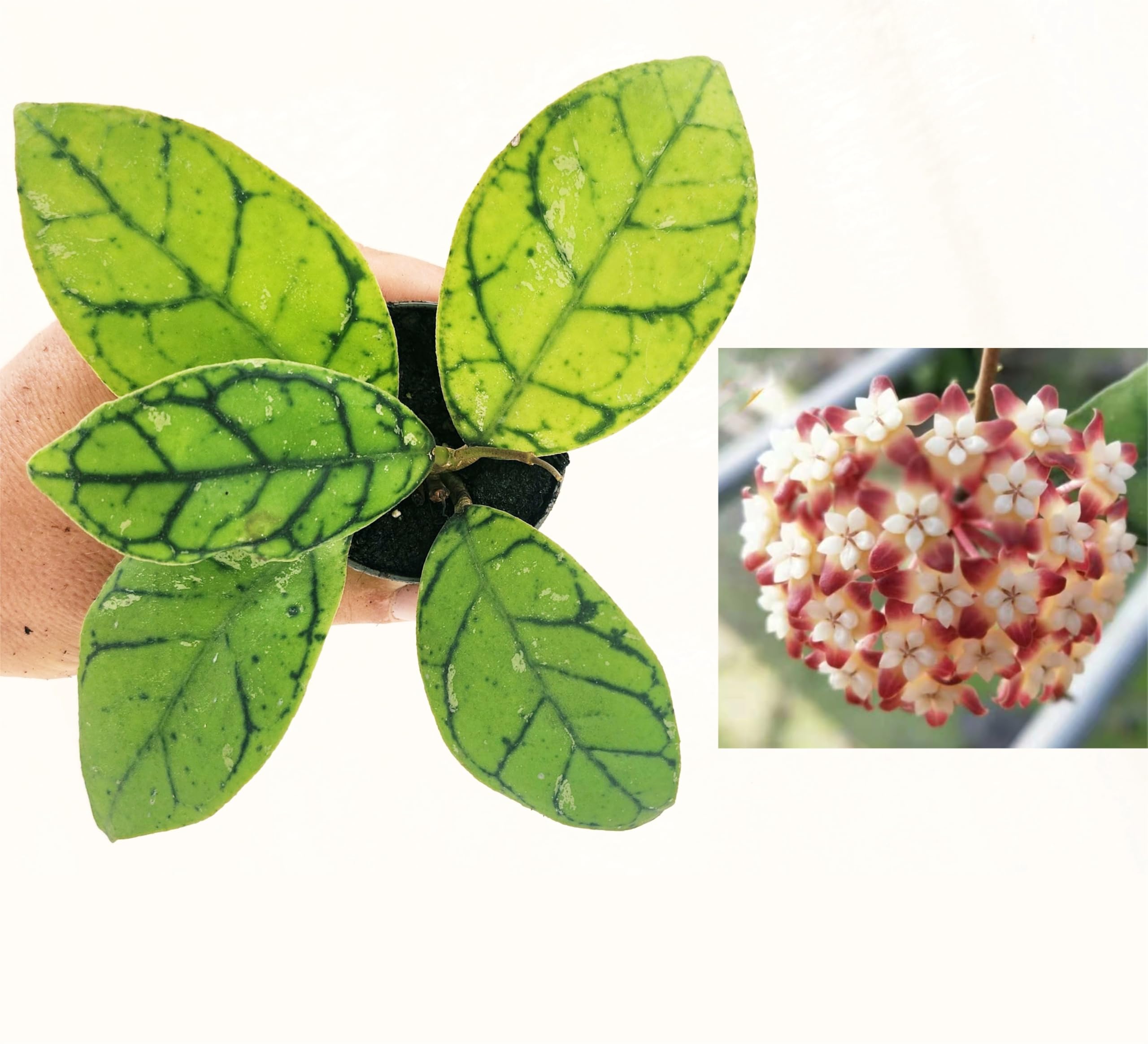 POWERS TO FLOWERS - HOYA CALLISTOPHYLLA, VASO 12CM DIAMETRO, pianta vera