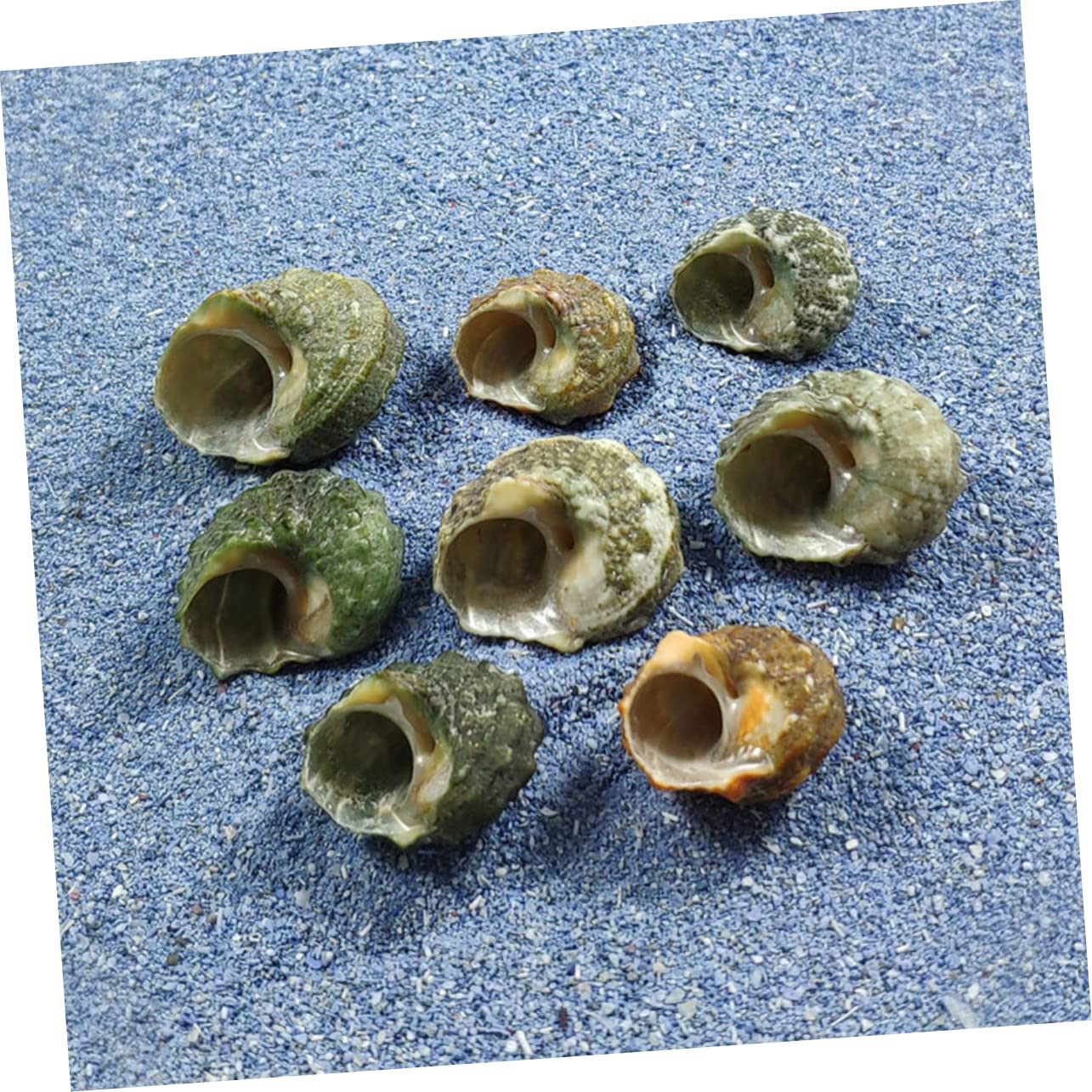 Cabilock 3 Set Tasca Del Pesce Vite Decorative Naturale Perline Di Conchiglie Accessori Ornamenti Oceanici Arredamento Paesaggio Piccolo Di Grandi Dimensioni Conchiglia 100 Pezzi * 3