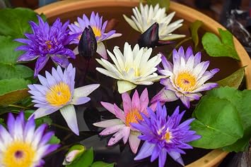 Seedville Bowl Lotus Seeds
