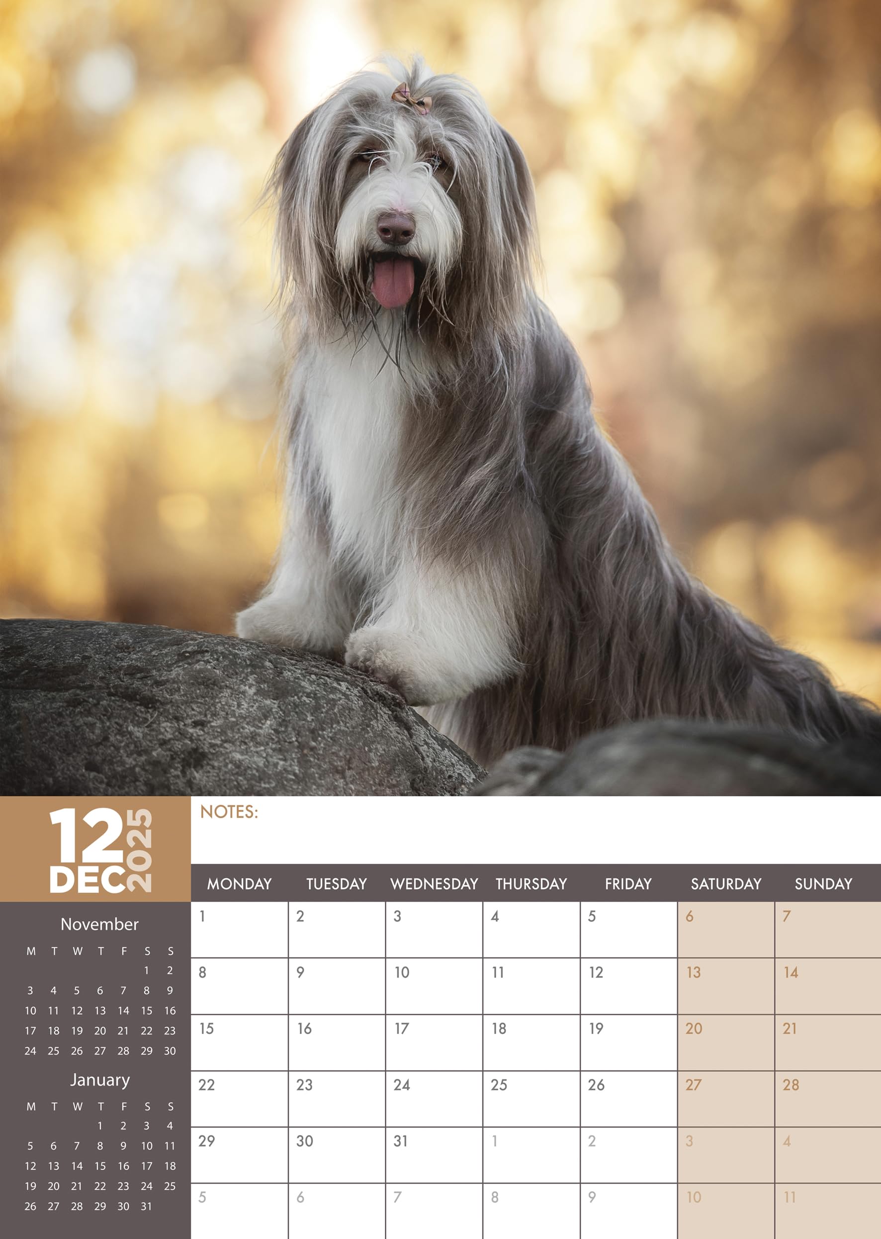 Bearded Collie 2025 A3 Size Wirobound Calendar BigaMart