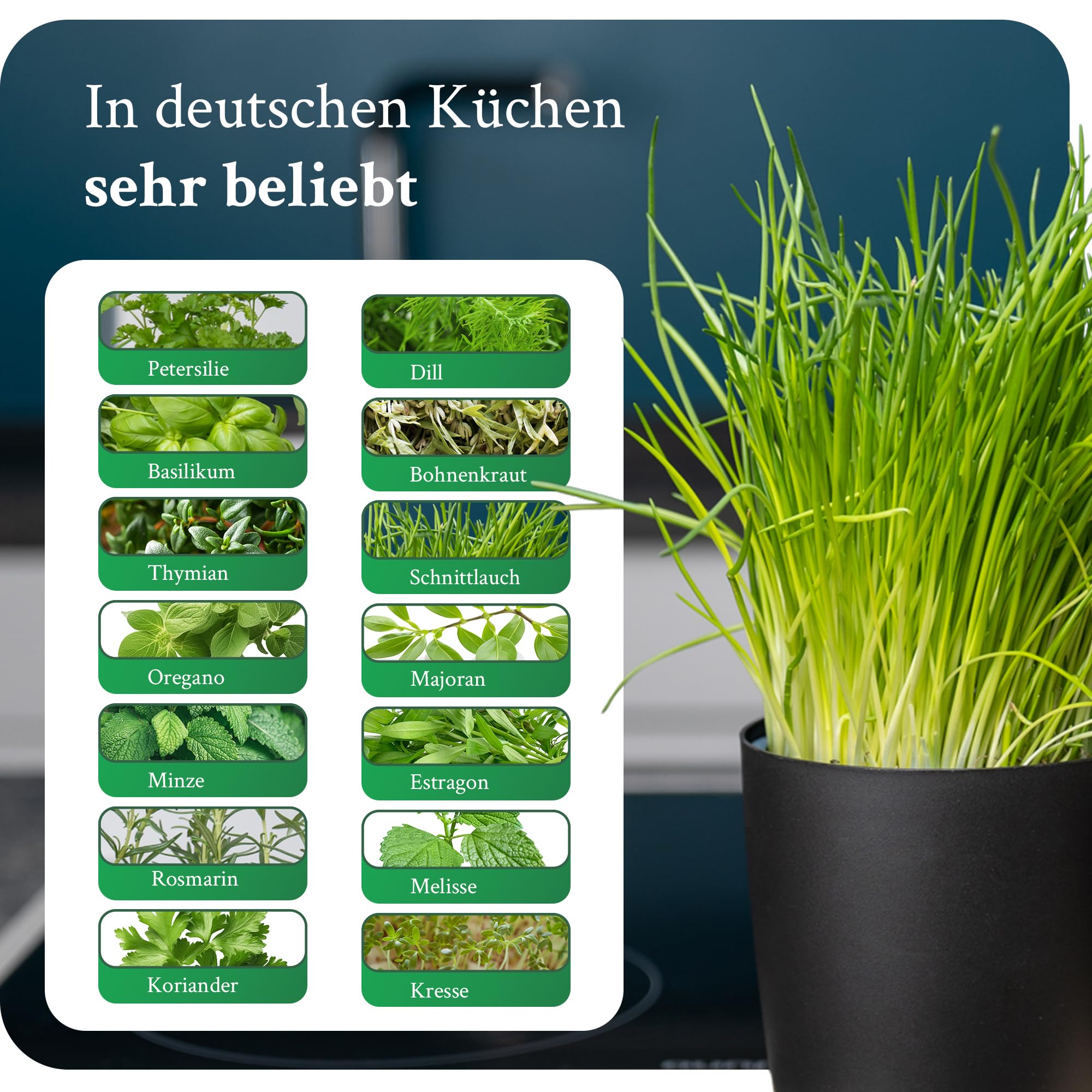 Novaliv Elegante stazione per erbe aromatiche, set da 6 pezzi, con base in legno, per qualsiasi davanzale, per erbe aromatiche fresche, per la cucina, per piante aromatiche, per interni, fioriera,