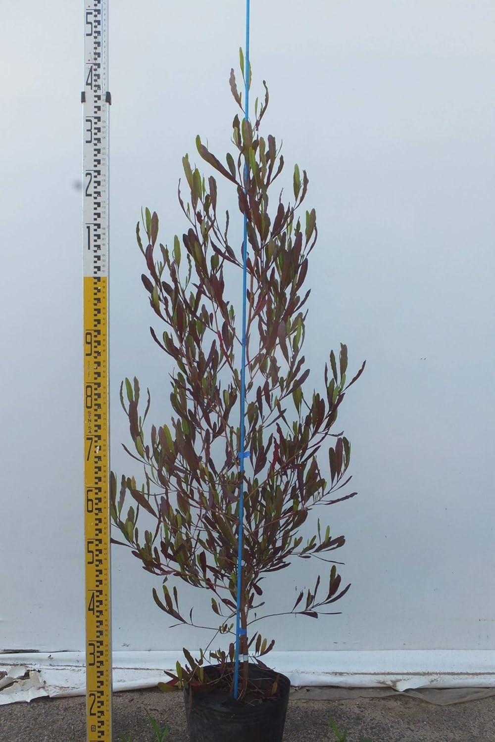 Amazon ドドナエア プルプレア ホップブッシュ 21ｃｍポット 花 観葉植物 フラワーギフト オンライン通販