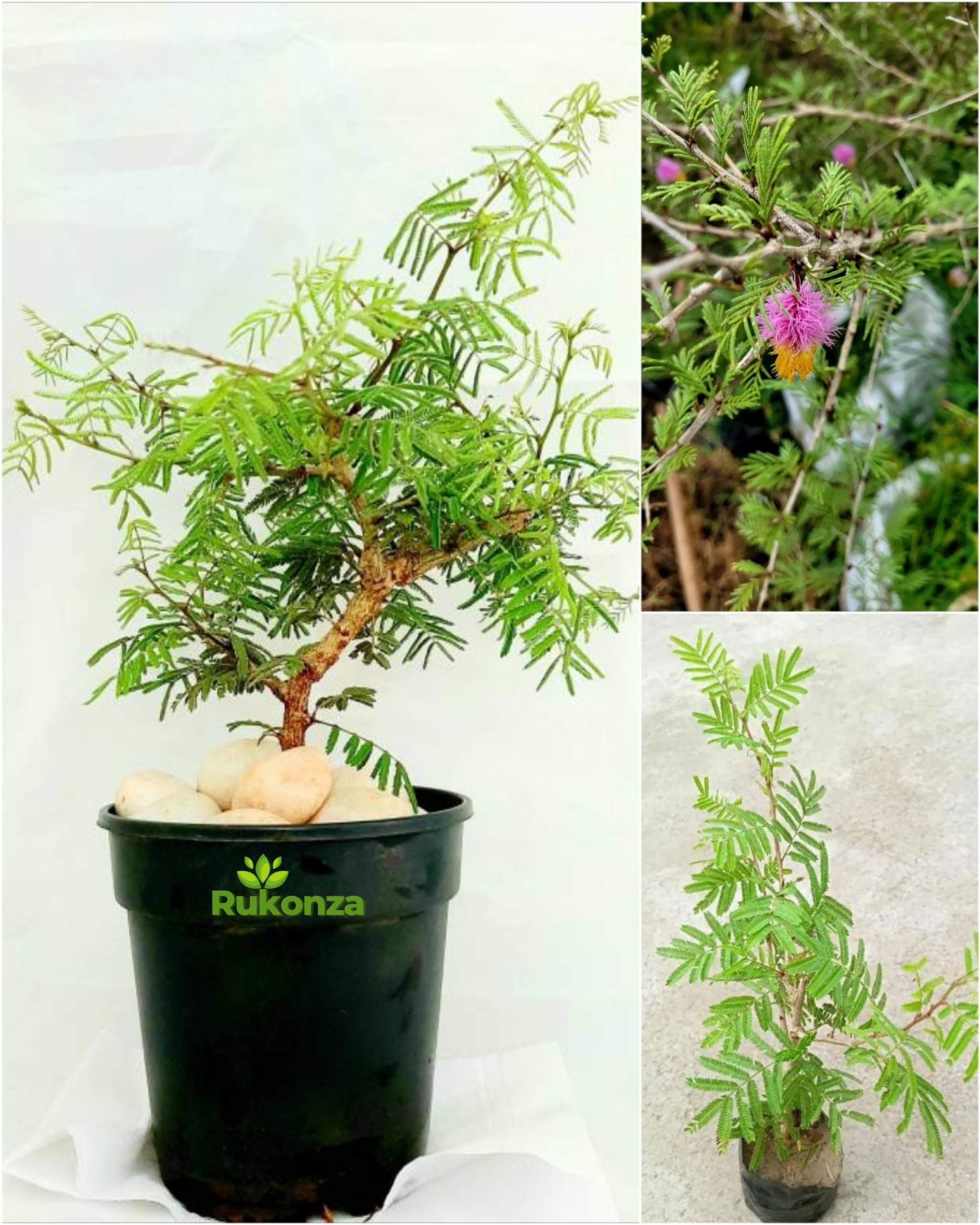 Shami Plant/Vanni Maram (Banni Mara) - Jammi Good Luck Plant with Plastic Pot | Sacred Indoor & Outdoor Tree for Prosperity | Easy Care, Air-Purifying Plant