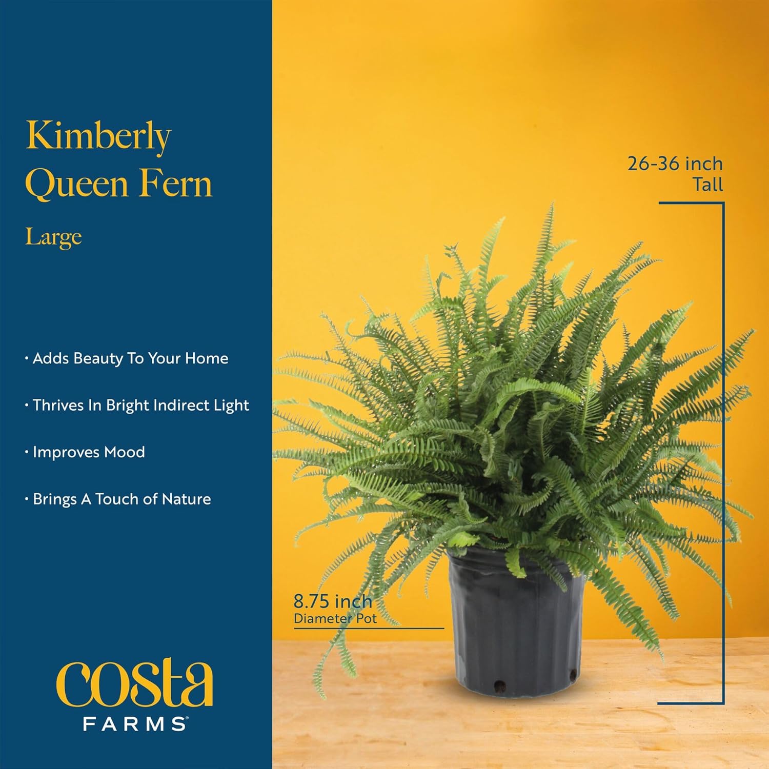 Costa Farms Kimberly Queen Fern Live Plant in Plastic Pot, Large Indoor & Outdoor Houseplant, Perfect for Home, Room, or Office Decor, Great House Warming or Birthday Gift, 2-3 Feet Tall