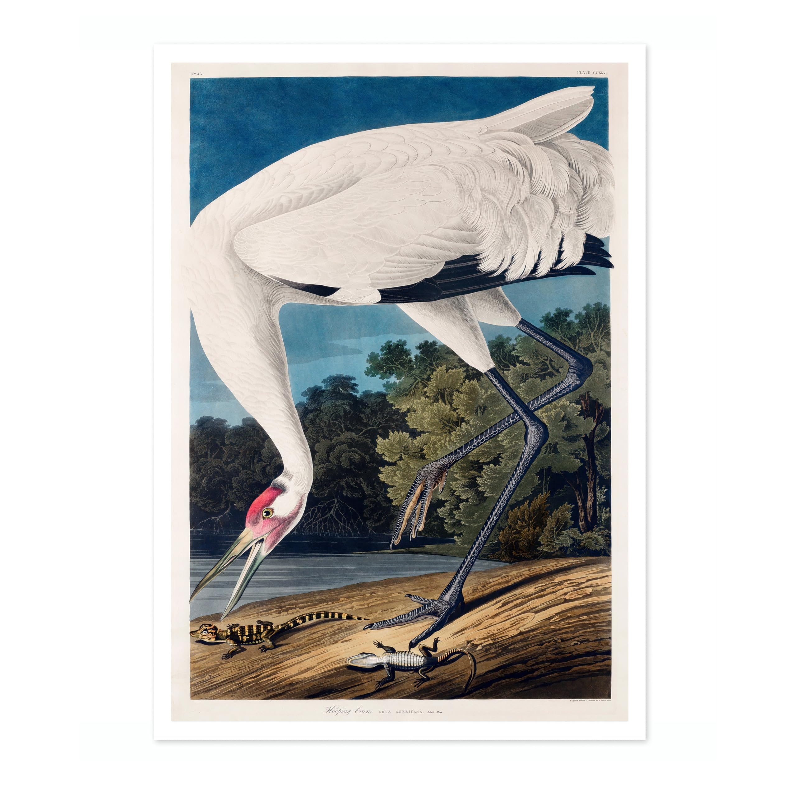 Hooping Crane Poster John James Audubon Vintage Bird Illustration Antique Print Ornithology Art, Archival Matte, A4 (Print Only) - 29.7x21cm