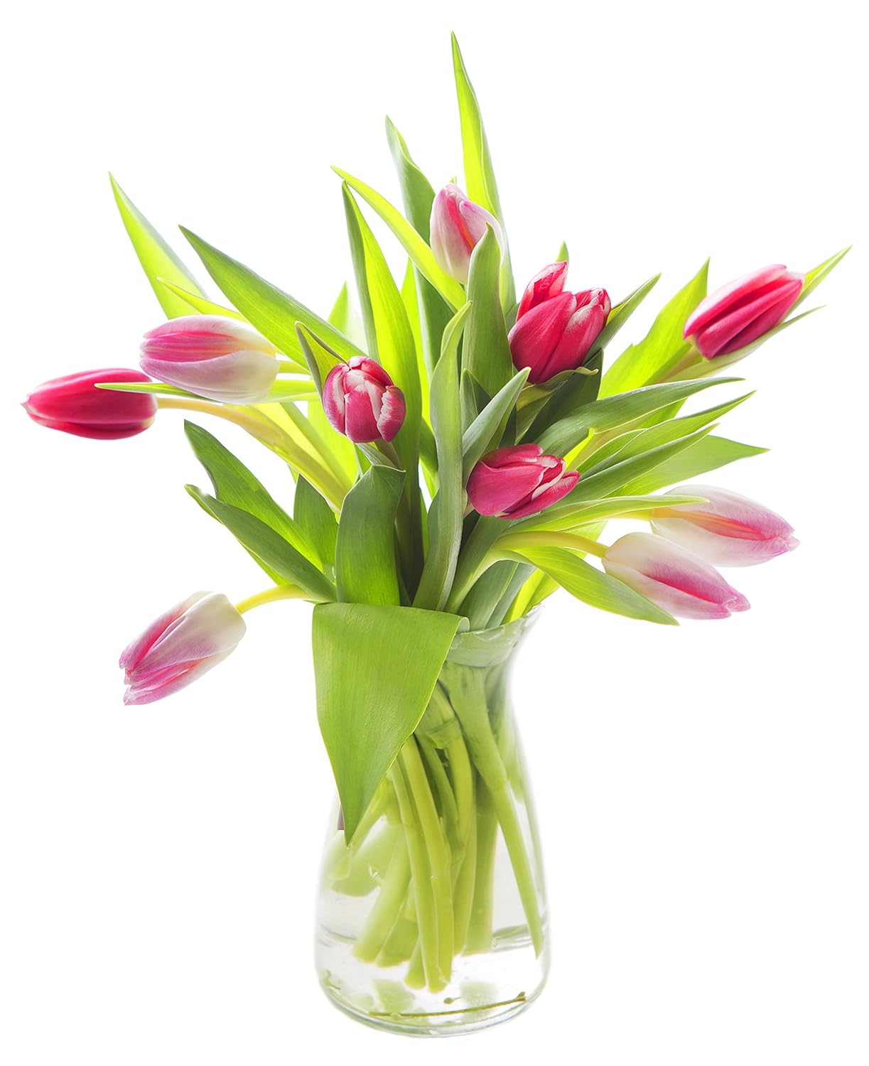 KaBloom - Life and Love Pink & Red Tulips Fresh - Fresh Flowers for Birthday, Valentine's & Mother's Day