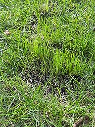 Substral Rasensamen Sport und Spiel, strapazierfähige Rasensaat