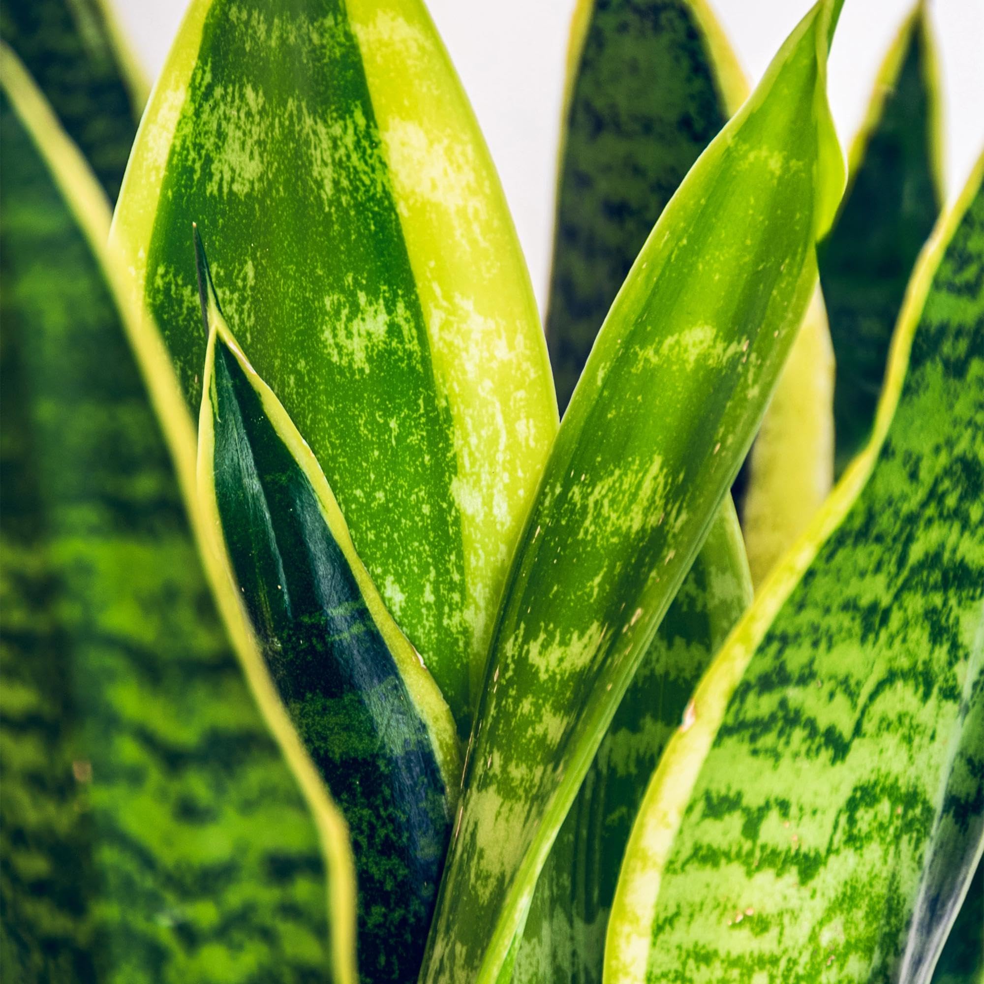 Green boutiQ - Zimmerpflanzen - Sansevieria Laurentii - Schwiegermutterzunge - Pflegeleicht - mit Korb - Grün - Gelb - 2 Pflanzen - Topf 17cm - Höhe 60-70cm