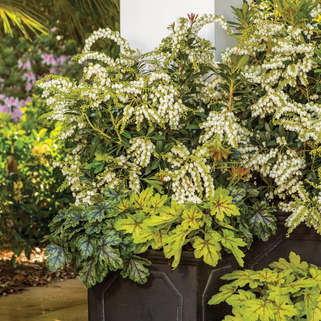 Mountain Snow Pieris (2 Gallon) Blooming Evergreen Shrub with White Flowers - Part Shade to Shade Live Outdoor Plant
