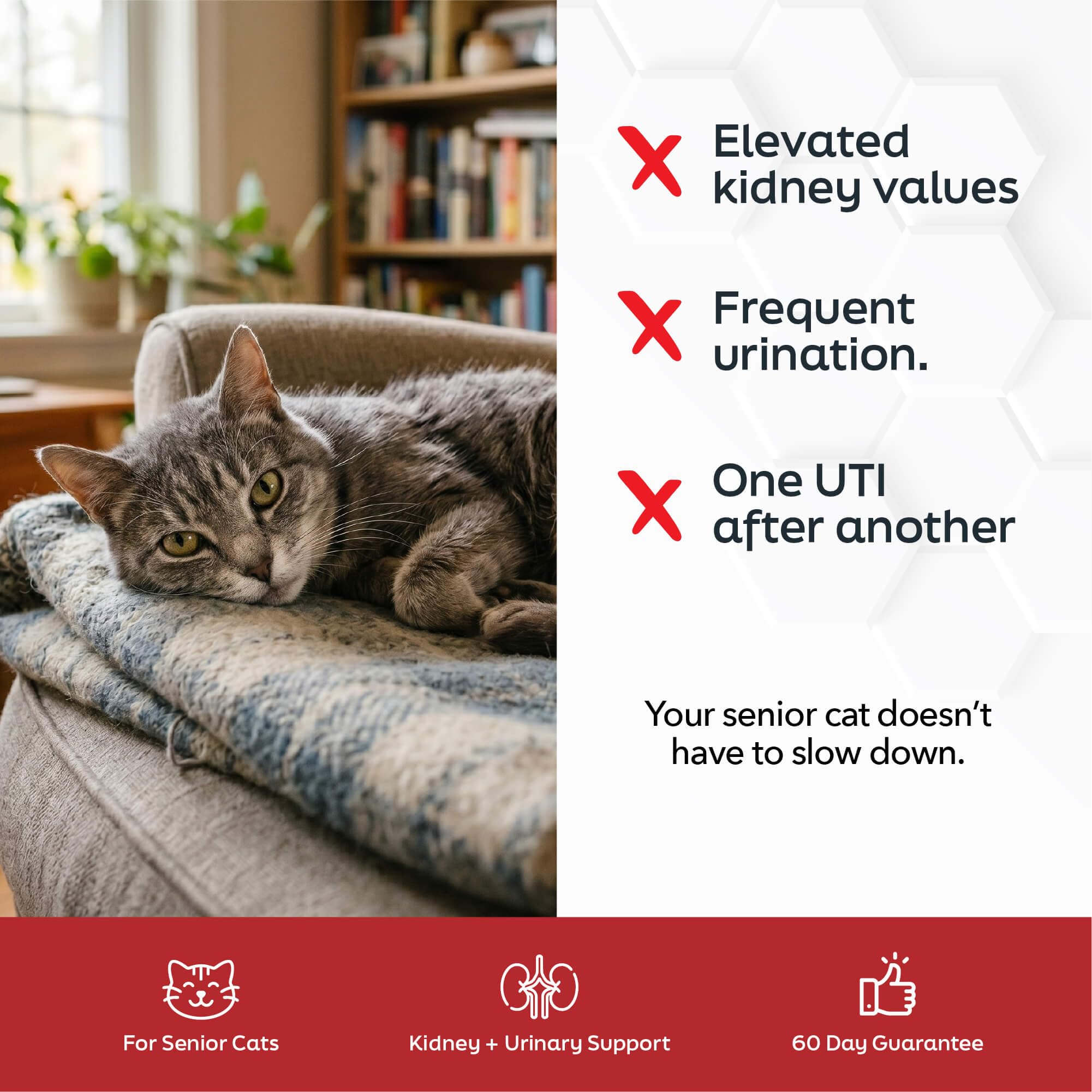 Daybreak Nutrition Kidney & Urinary Support for Cats (60 Serving) — Amazon image 2