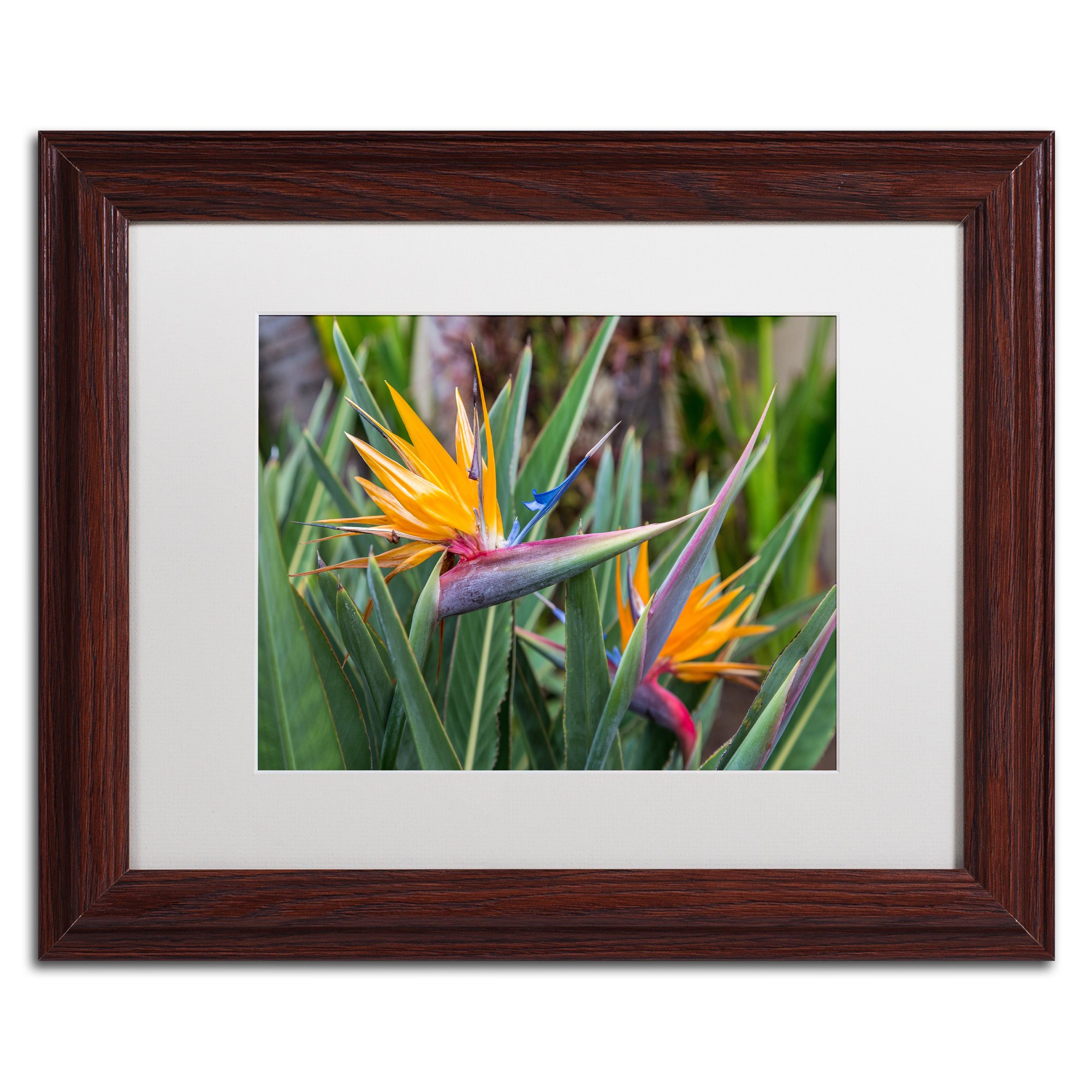 Two Birds of Paradise by Pierre Leclerc, White Matte, Wood Frame, 11x14"