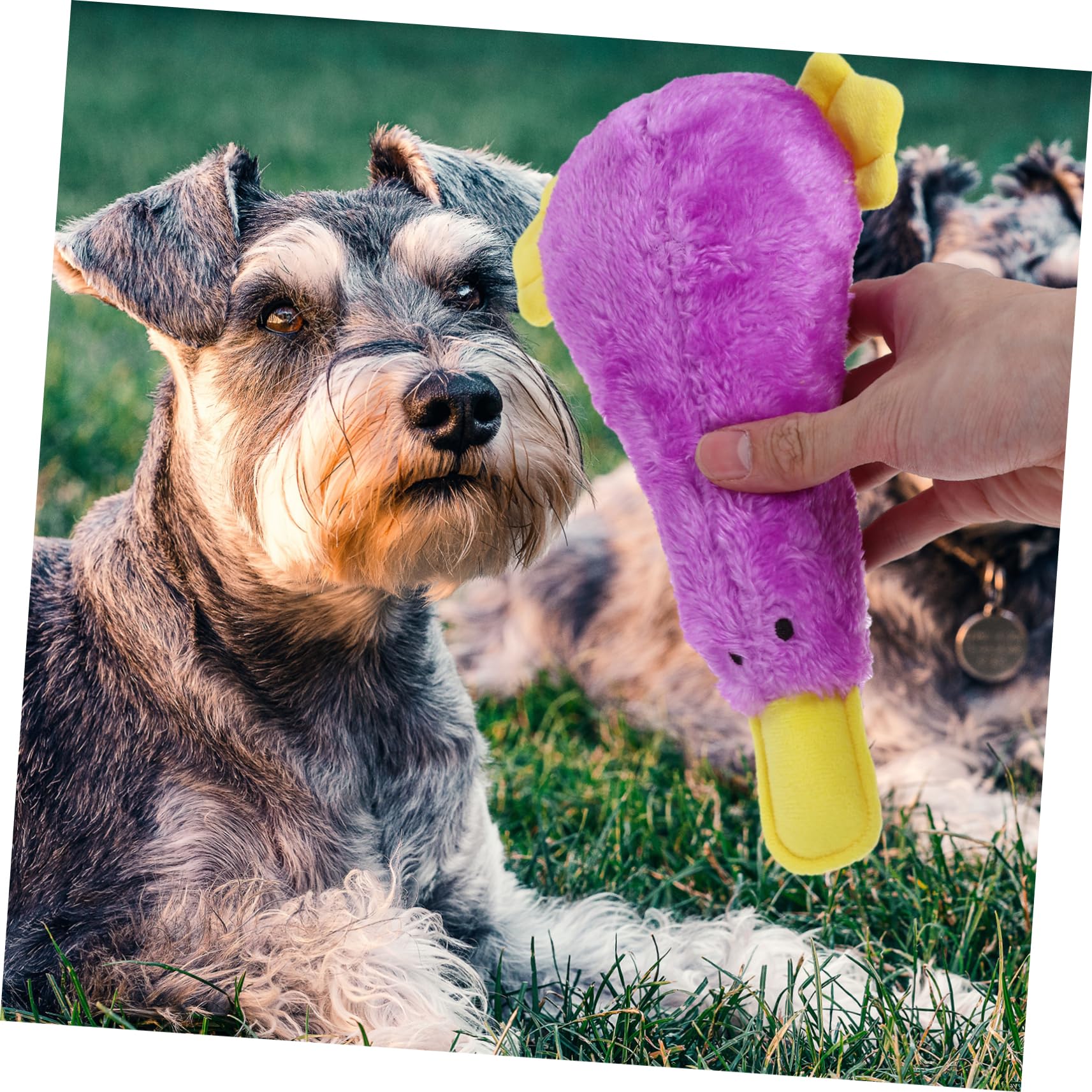 Toddmomy Jouet à Mâcher pour Chien Qui Couine Jouet de Dentition pour Chien pour Chiot