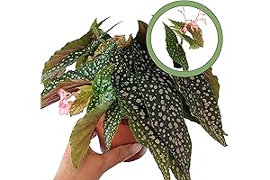 Begonia Maculata 'Wrightii' Live Plant