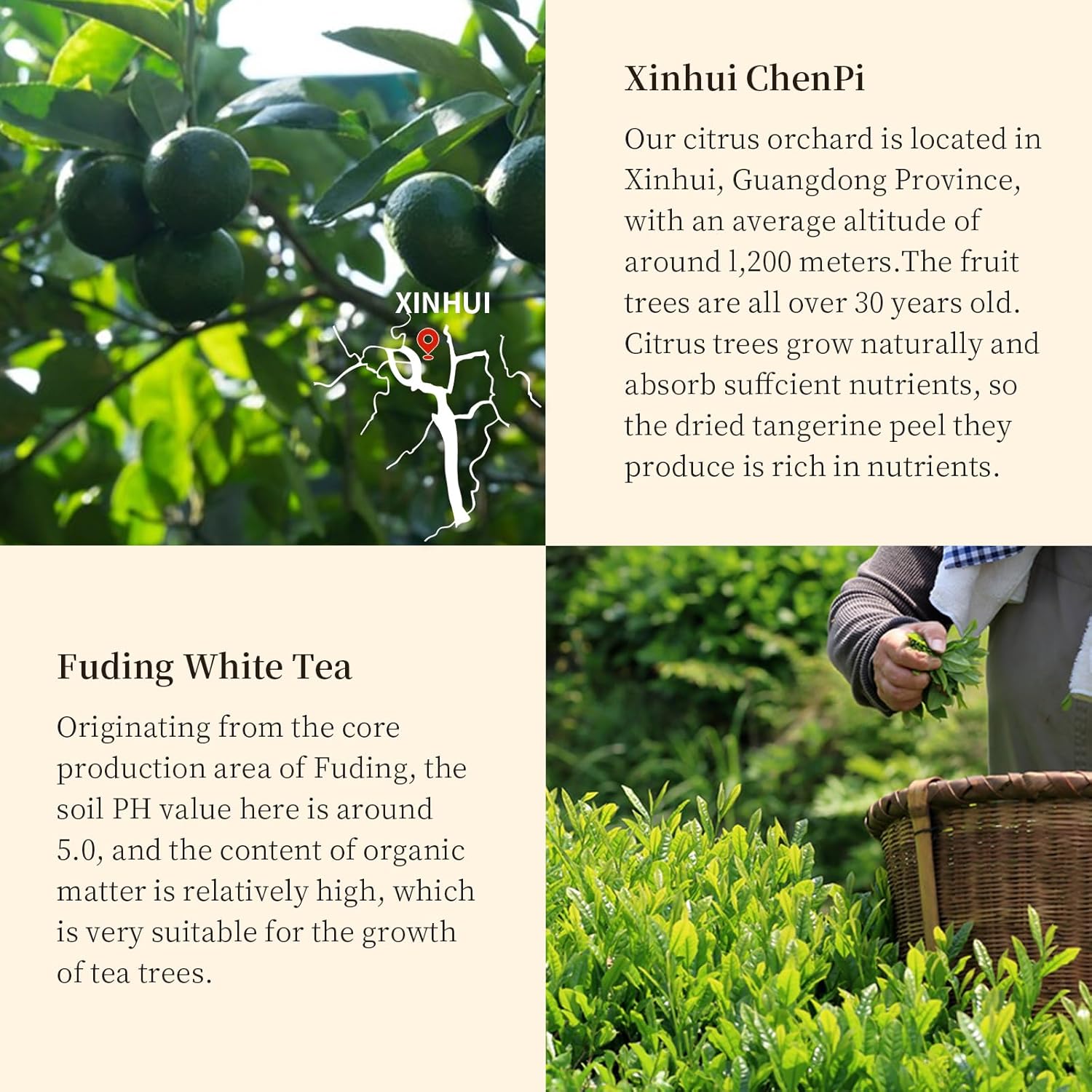 XIXICHA Premium Tangerine Peel White Tea 9.87oz(280g) Xiao Qing Gan Xinhui ChenPi White Citrus Tea Fuding White Tea Green Orange Peel 白茶 白茶小青柑 广东新会小青柑 福鼎白茶