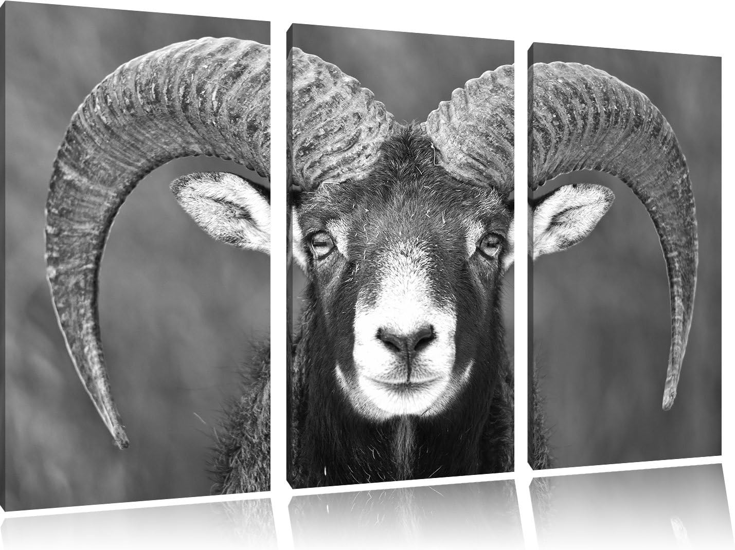 Pixxprint Mouflon portraiture B & W, Canvas picture 3 parts, total size