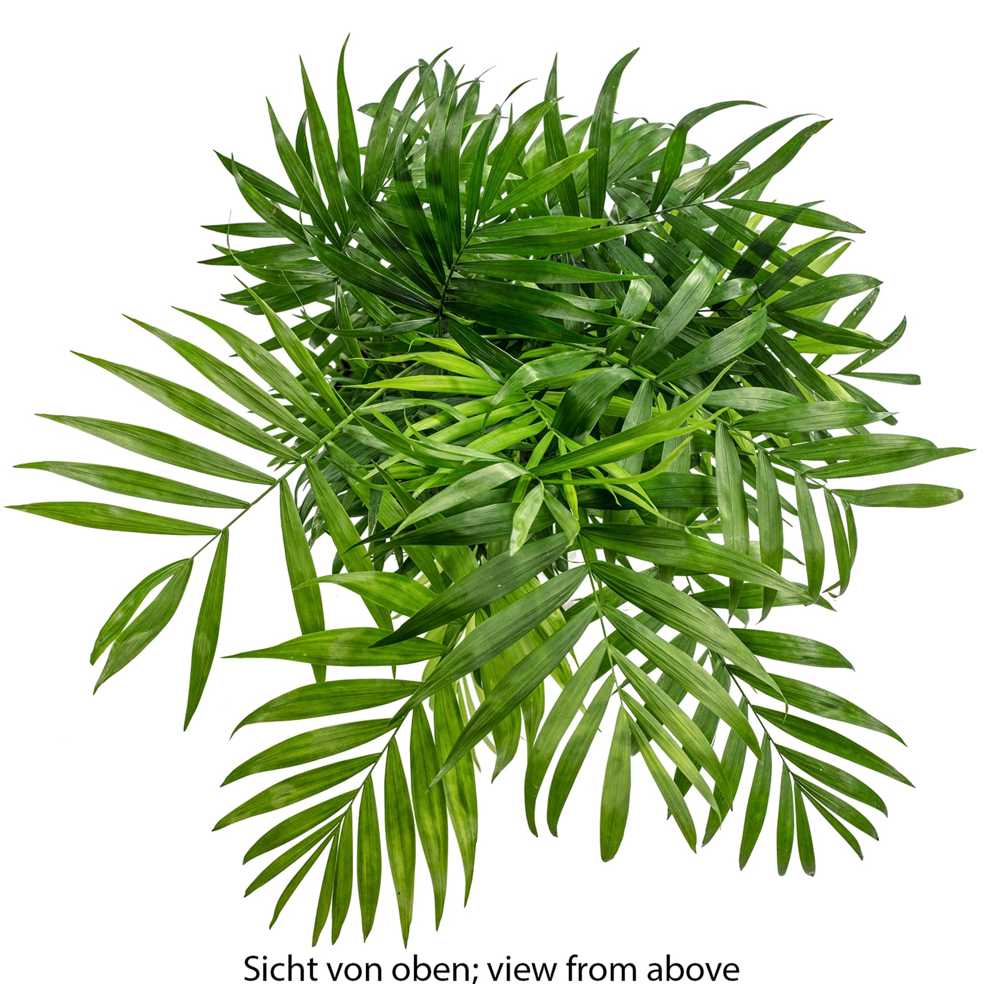 Bergpalme - pflegeleichte Zimmerpflanze, Chamaedorea elegans - Höhe ca. 70 cm, Topf-Ø 17 cm