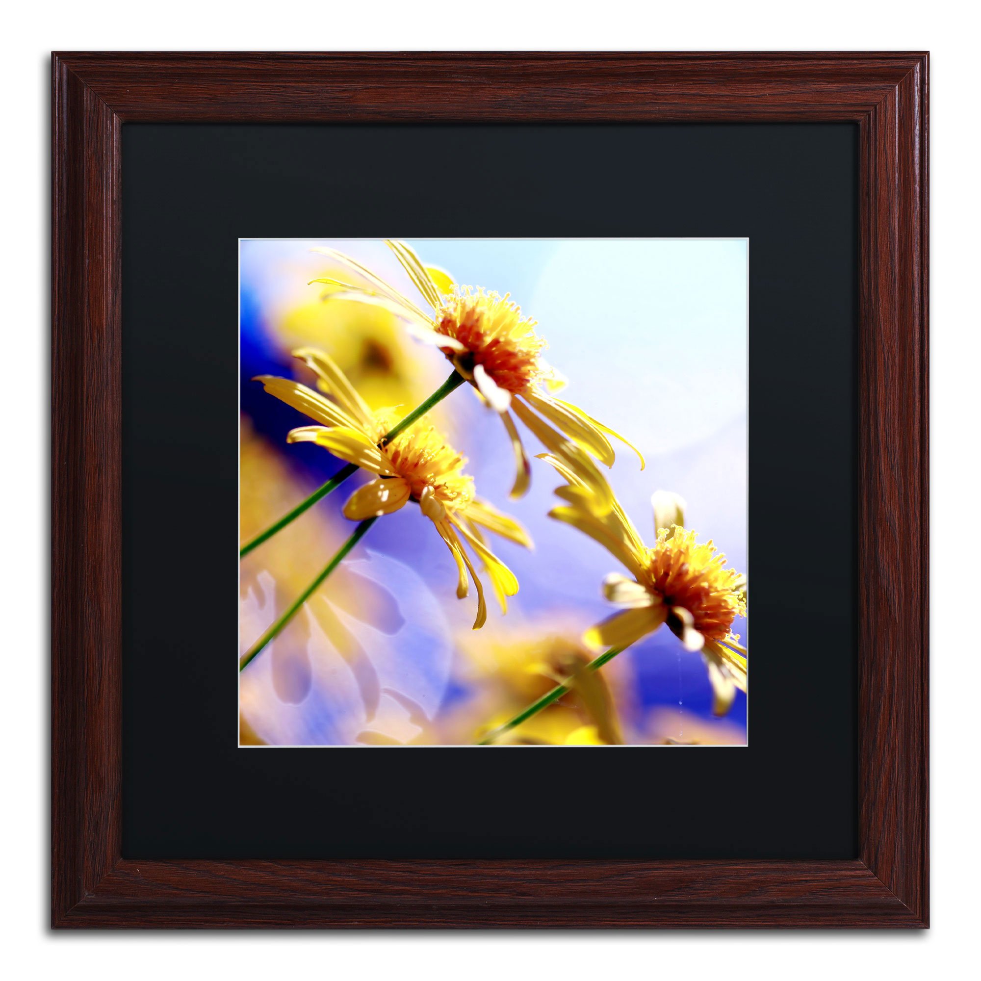 Sunny Days in Black Matte and Wood Frame Artwork by Beata Czyzowska Young, 16 by 16-Inch