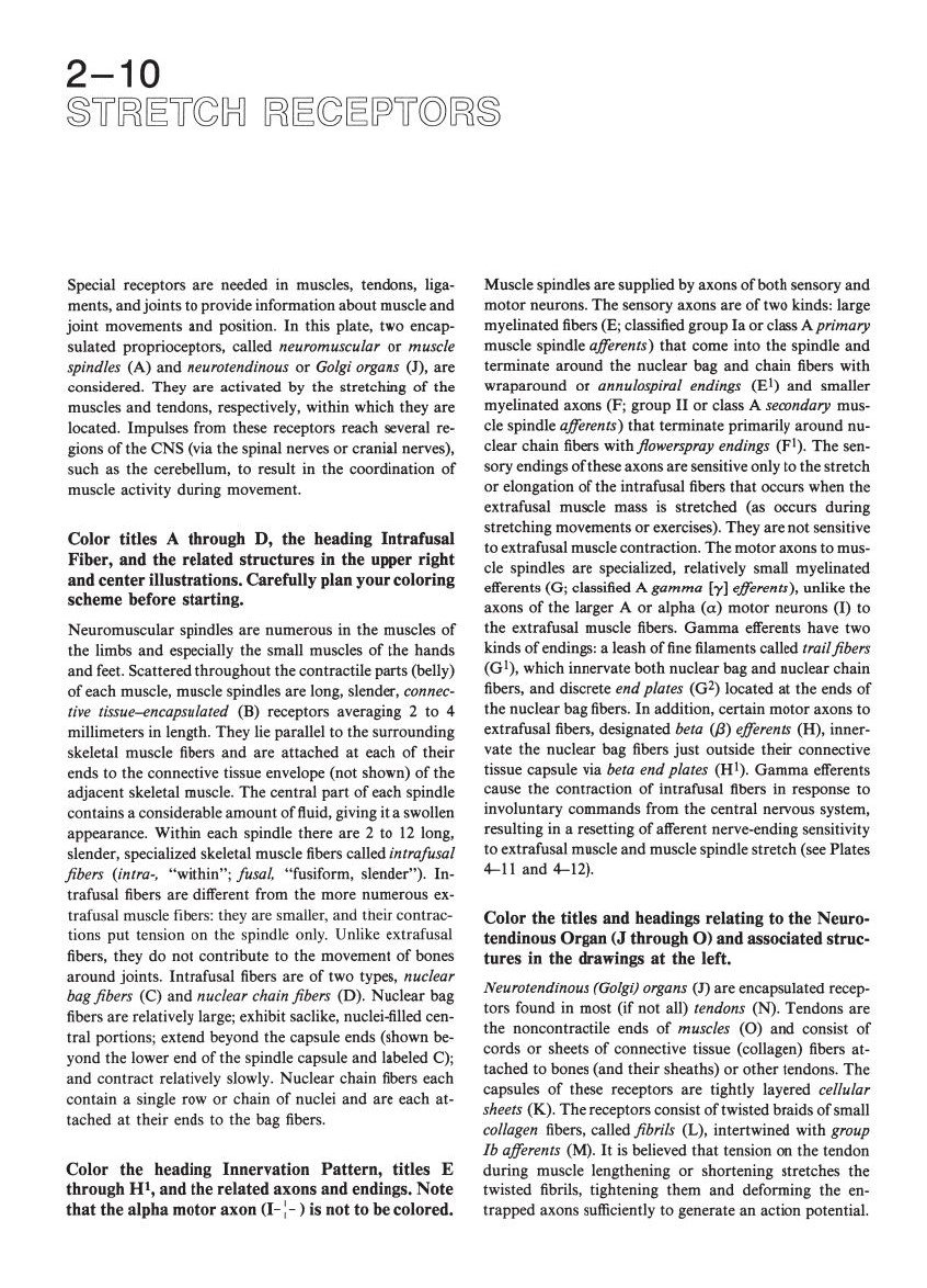 The Human Brain Coloring Book: A Coloring Book – An Interactive Guide to Neuroanatomy for Medical Students and Professionals (Coloring Concepts) - Image 5