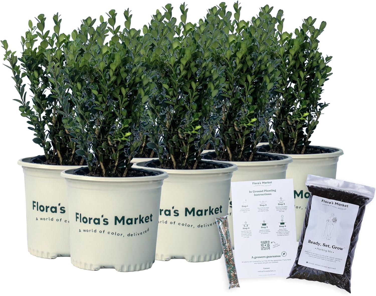 Wintergreen Boxwood - Includes Planting Kit (1 Gallon (8-Pack))
