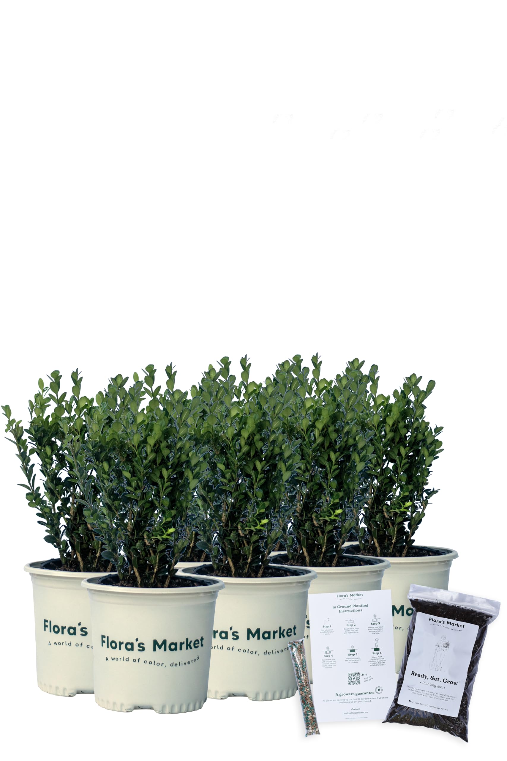 Floras Market Wintergreen Boxwood 8 Pack with Planting Kit