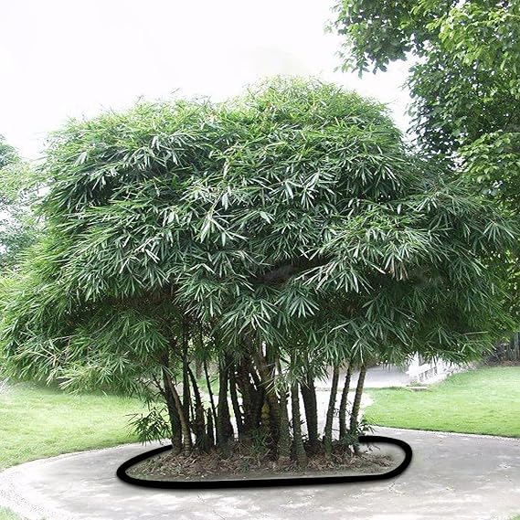 75ft x 24in x 60mil Tree Root Barrier -Protect Sidewalks & Landscapes | Heavy-Duty Bamboo Root Blocker for Invasive Roots