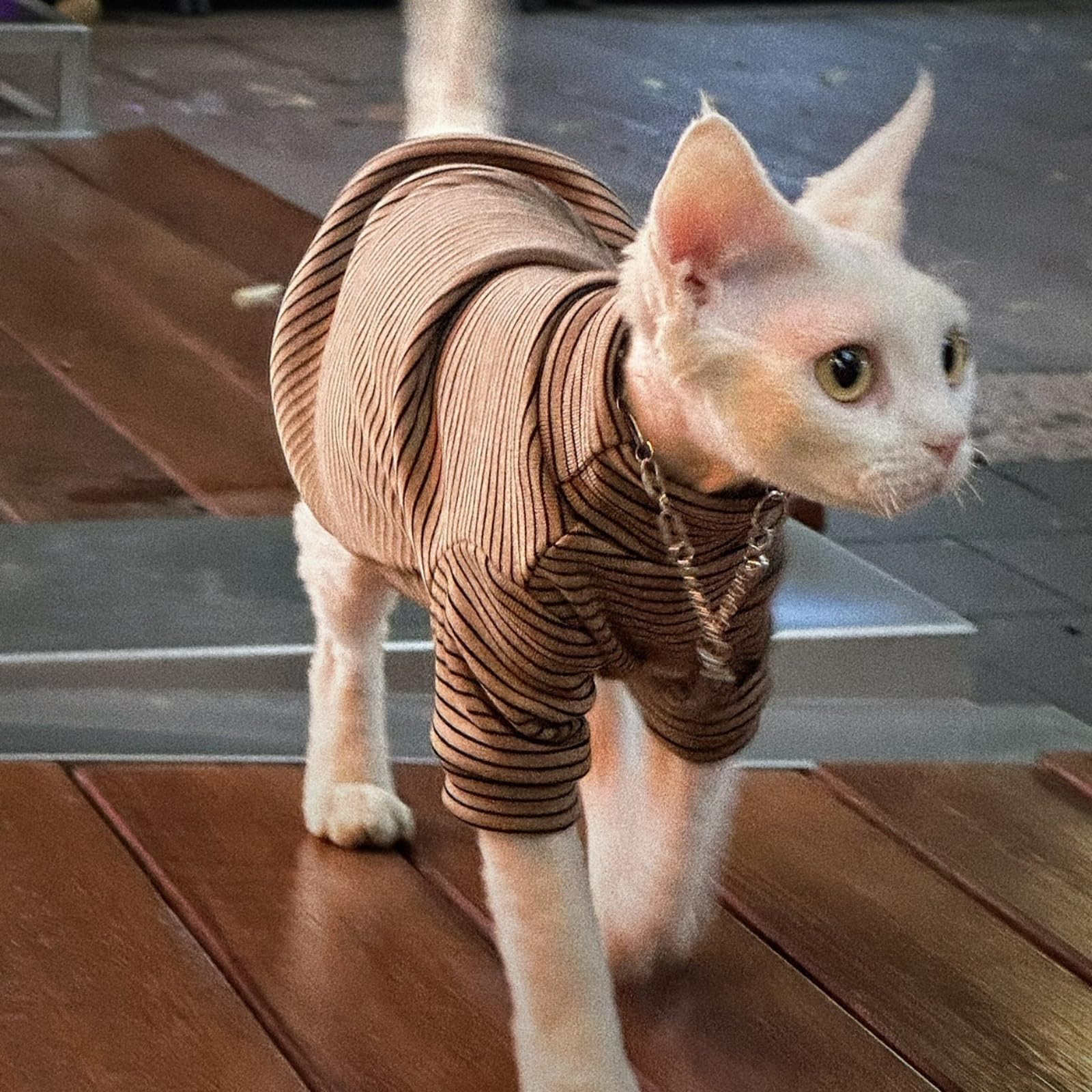 Sfinks Ubranka dla kota Swetry dla kotów Tylko dla kotów Bezwłosa piżama dla kota Golf Kotek Onesie Termiczny Mały kot Miękki sweter dla Sfinksa, Devona, Kornwalii