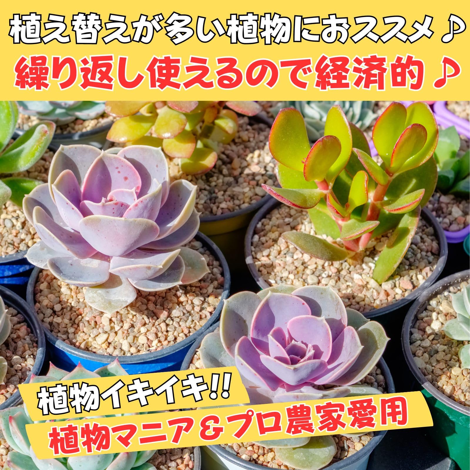 Amazon.co.jp: Leap Raupe 鉢底ネット 立体 丸 直径3.1cm 10枚 : DIY