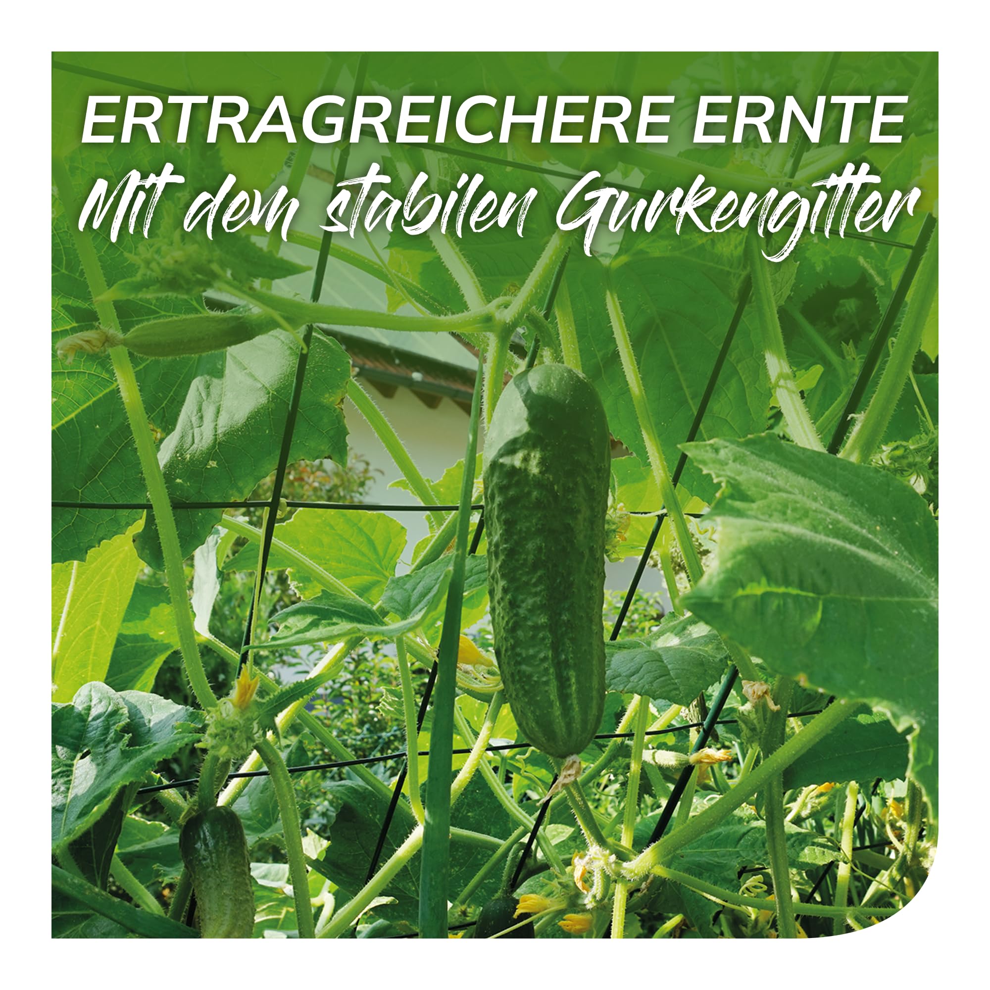 bellissa 1 Stück - Gurken-Gitter und Rankhilfe für Gurkenpflanzen und Gemüse – Rank- für Topfpflanzen grün 121x77 cm