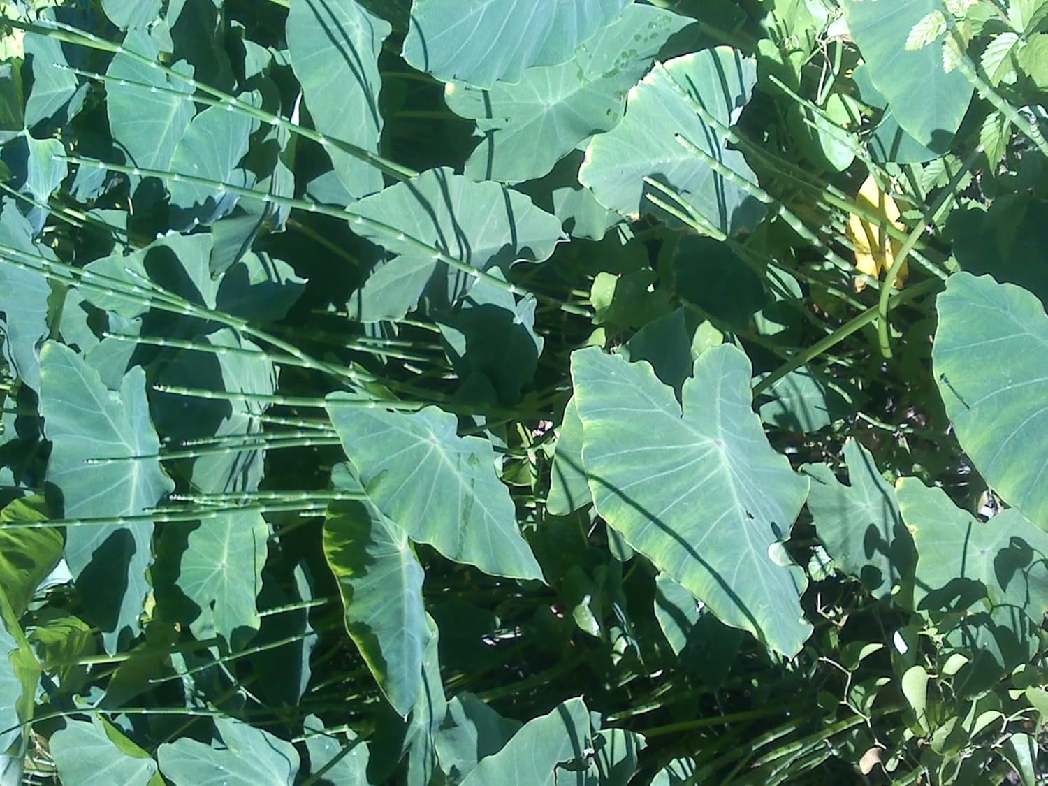Elephant Ear Bulbs, 5 Bulb lot Already Sprouting! Patio