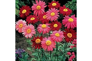 CHUXAY GARDEN Pyrethrum Daisy Flower Seeds 500 Seeds Red Pink Outdoor Hardy Plants
